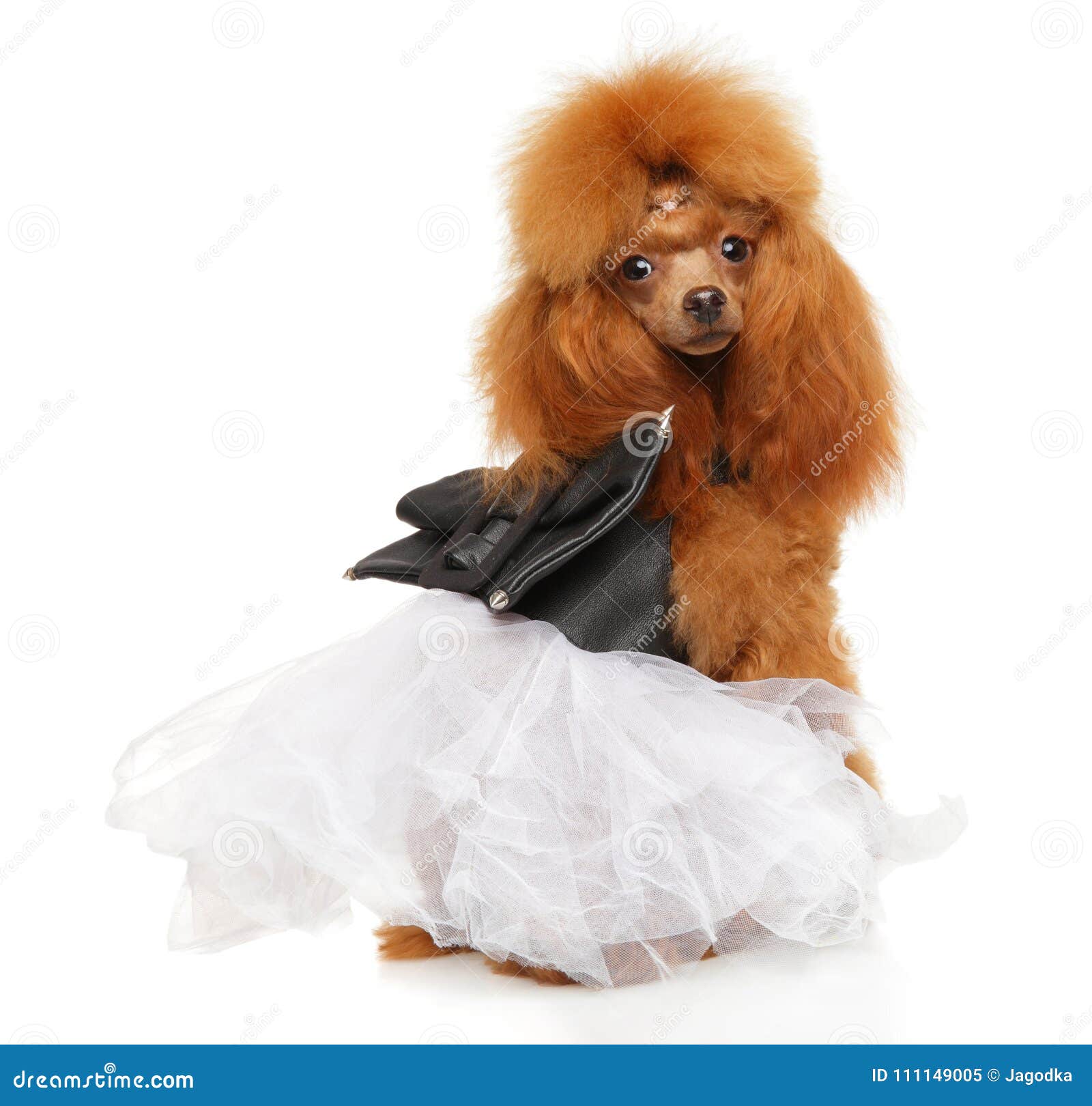 tan teacup poodle