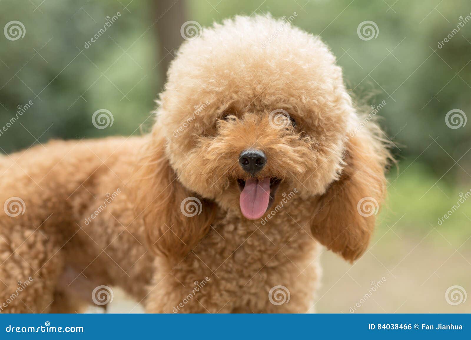 toy poodle fluffy
