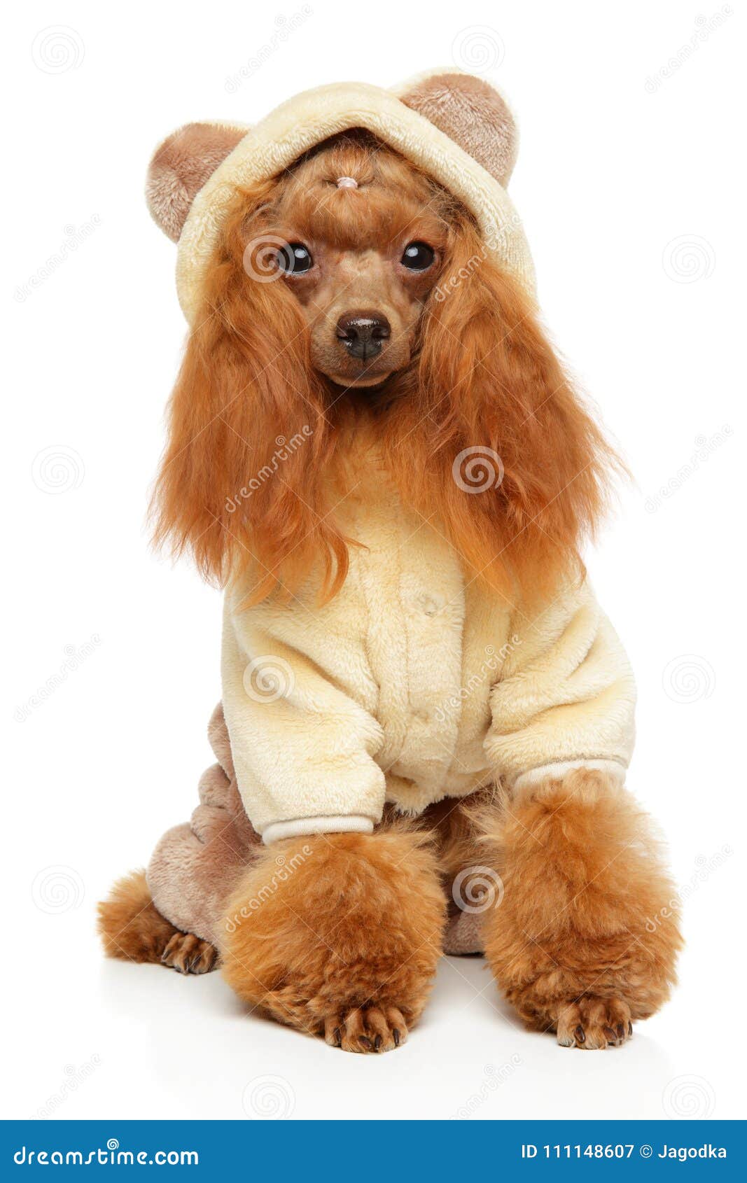 tan toy poodle