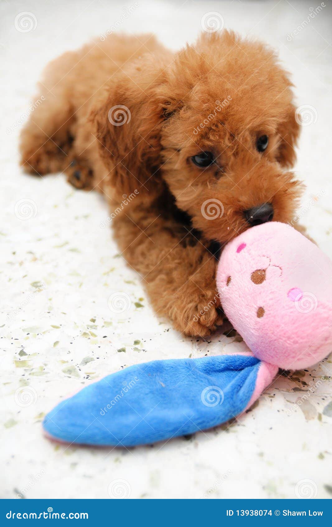 Toy Poodle at Play stock photo. Image of brown, pink 13938074