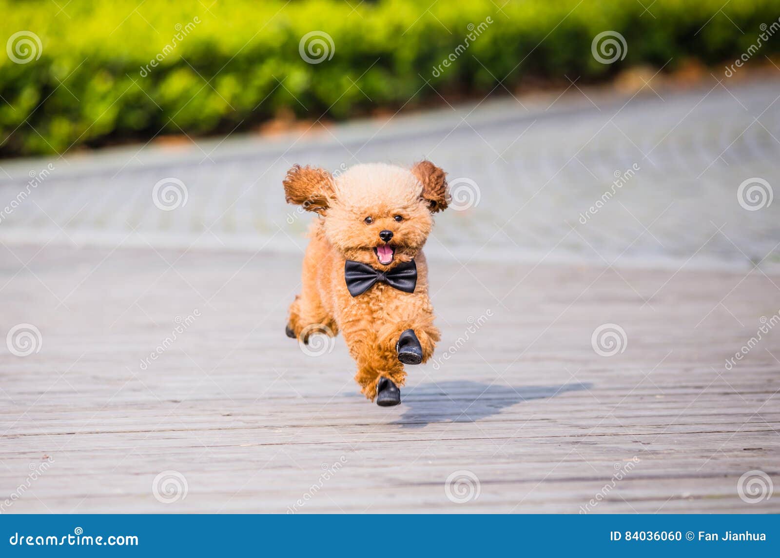 Toy Poodle Playing in a Park Stock Photo Image of little, adorable