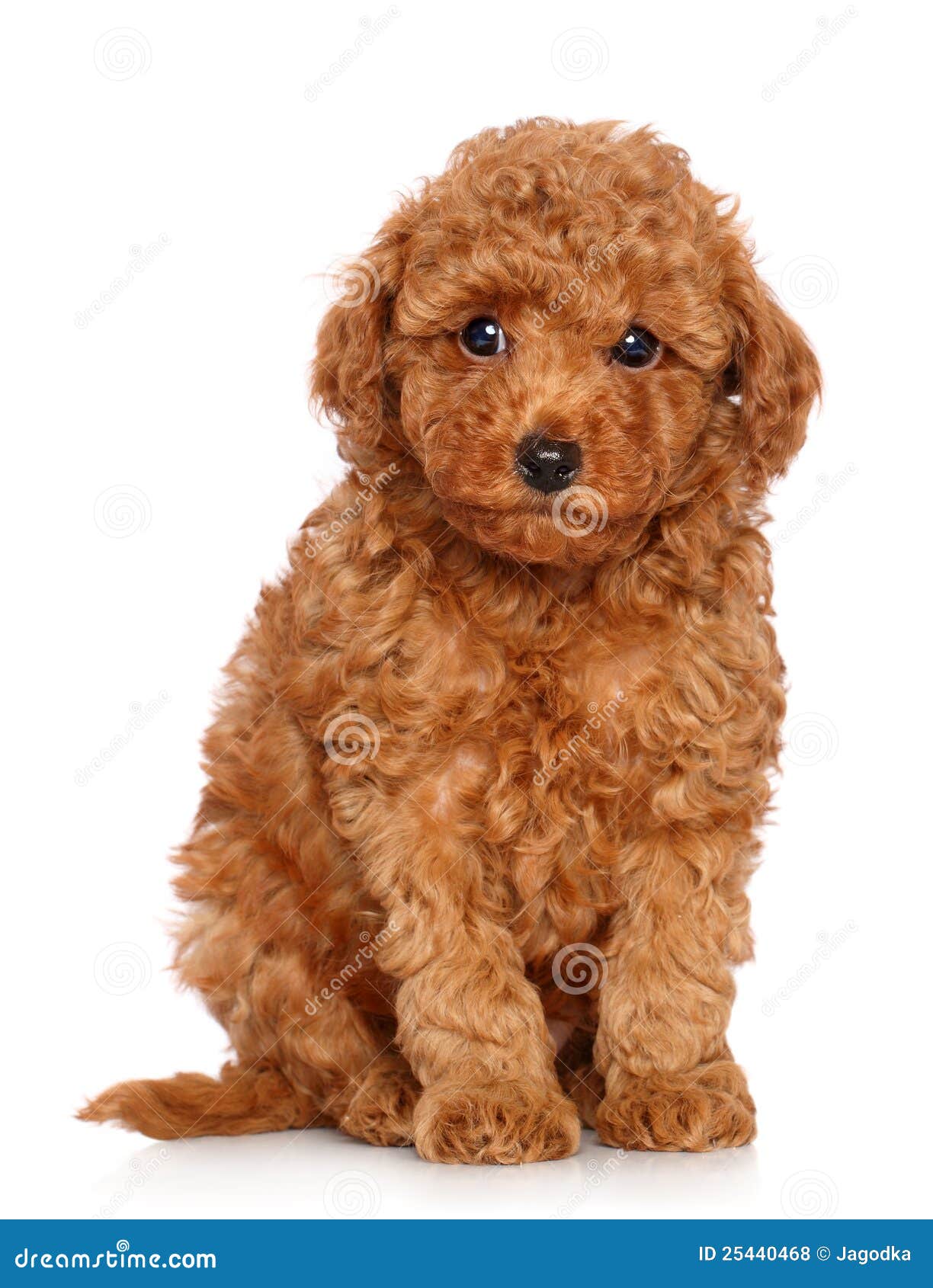 White Miniature Poodle Puppy