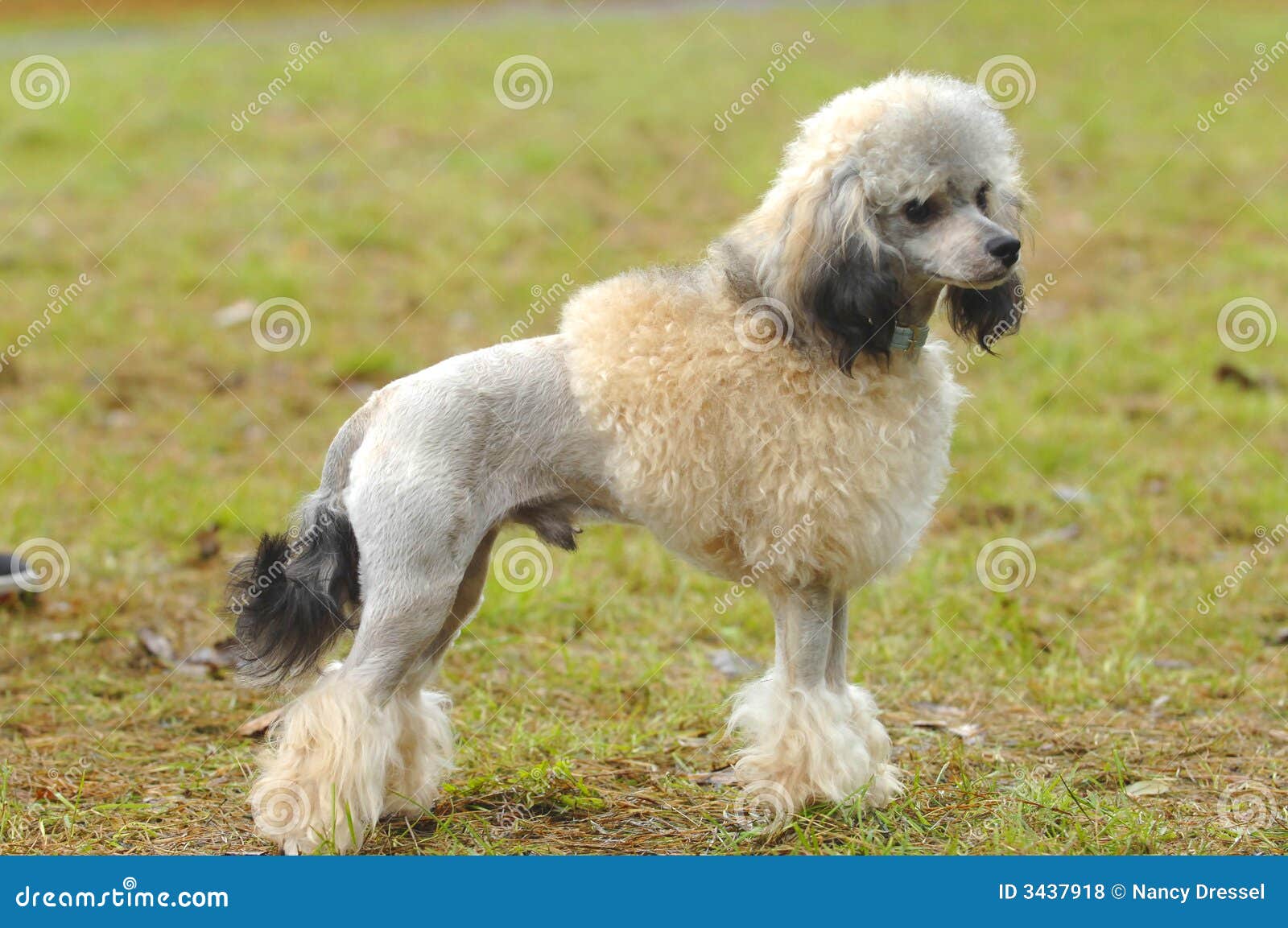 Toy poodle standing stock photo. Image of carnivor, american 3437918