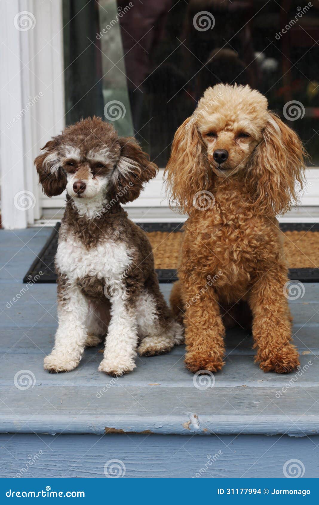 Pair of Toy Poodles stock photo. Image of young, pets 31177994