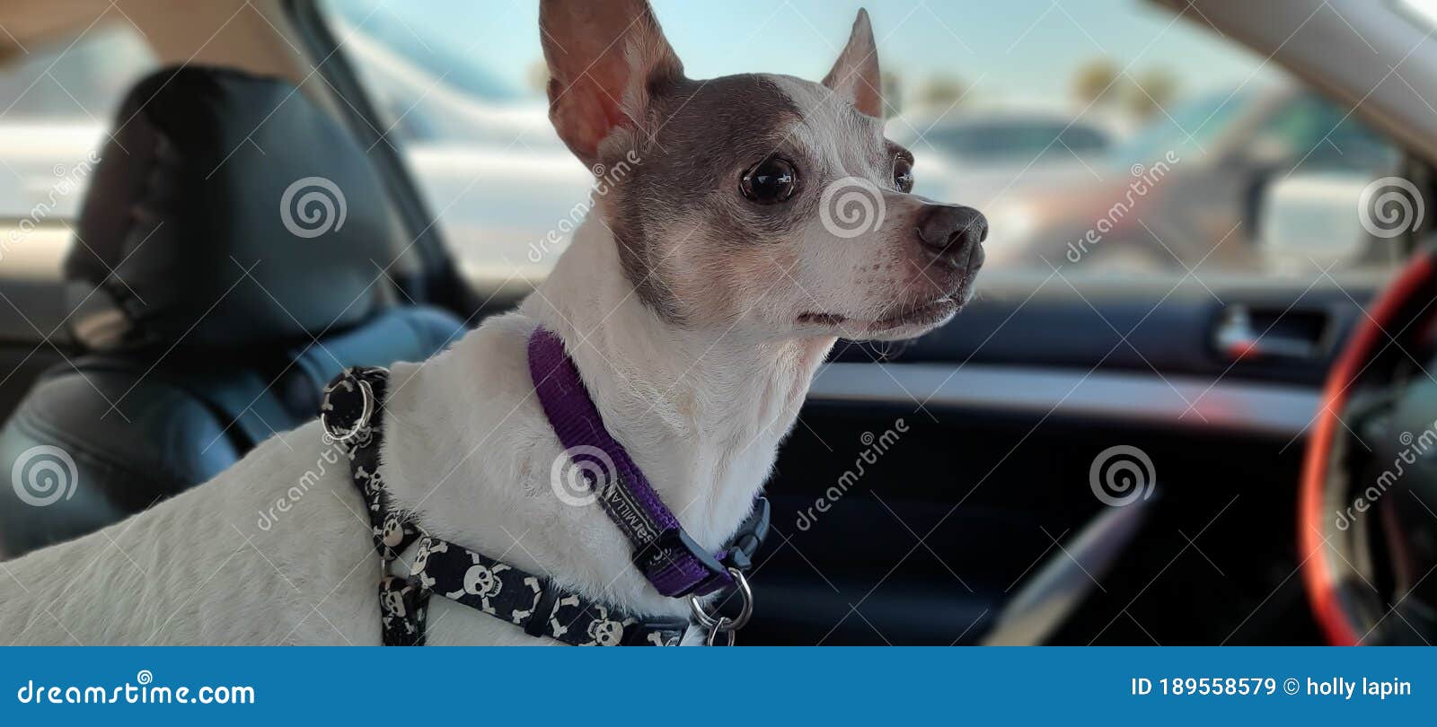 Toy rat terrier stock image. Image of snout, winter 189558579