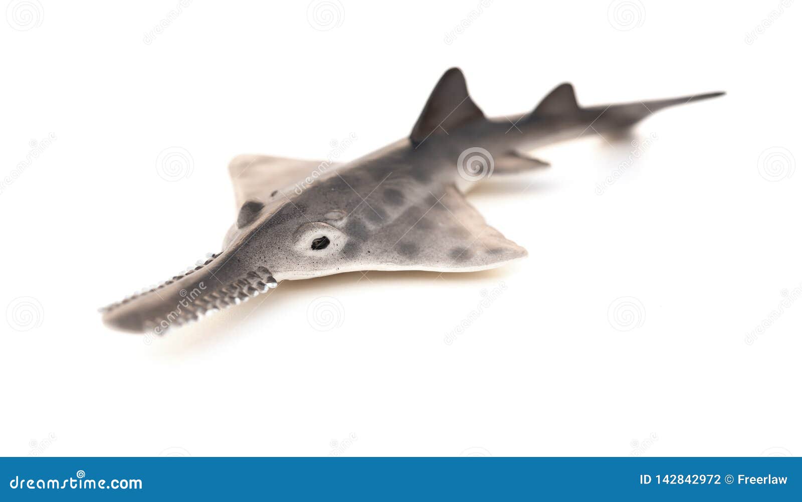 Saw Shark Model on White Background Stock Photo Image of sharp