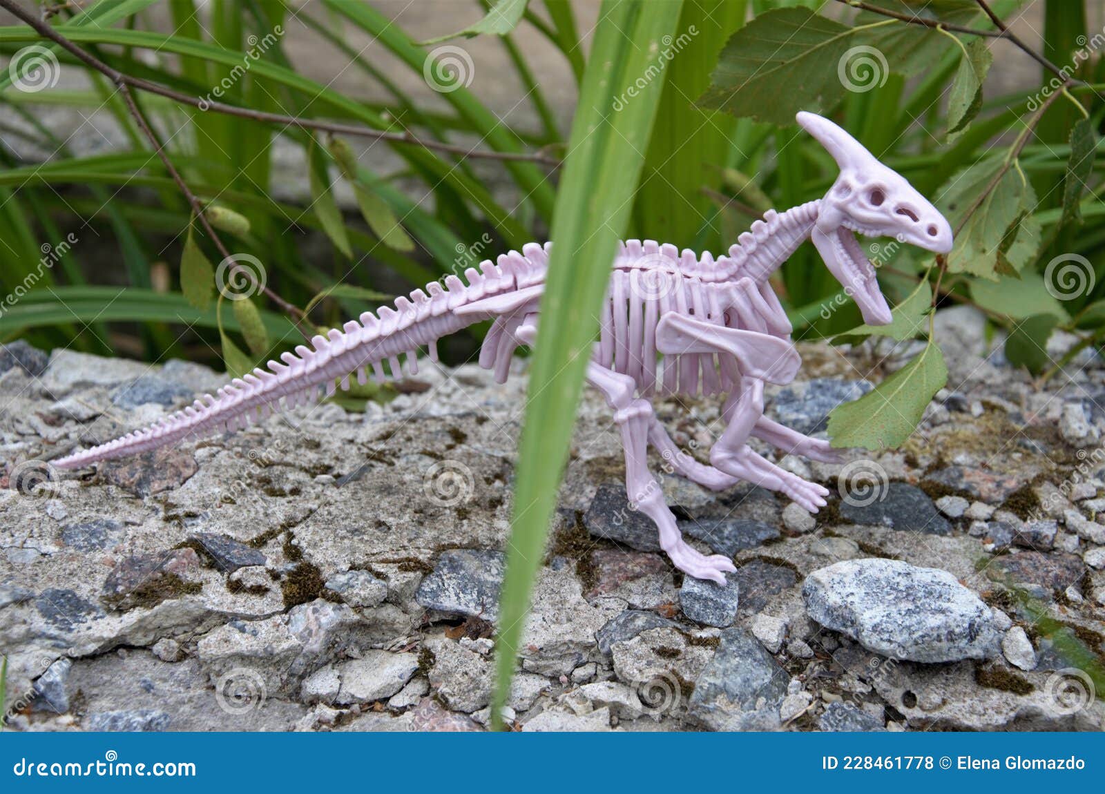 Toy Skeleton of a Dinosaur in Natural Conditions Stock Photo ...