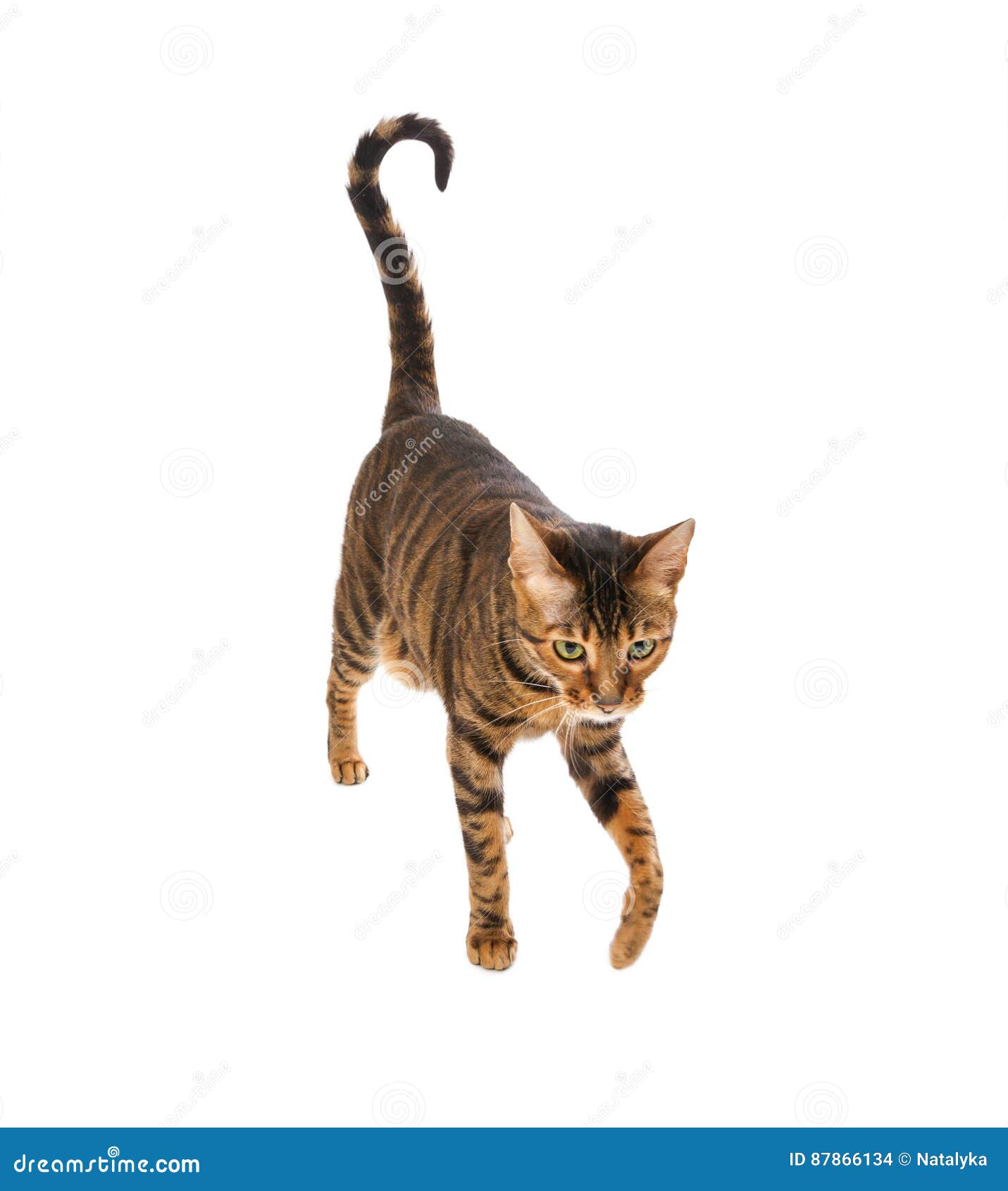 Toyger De Race De Chat Disolement Sur Le Blanc Photo Stock