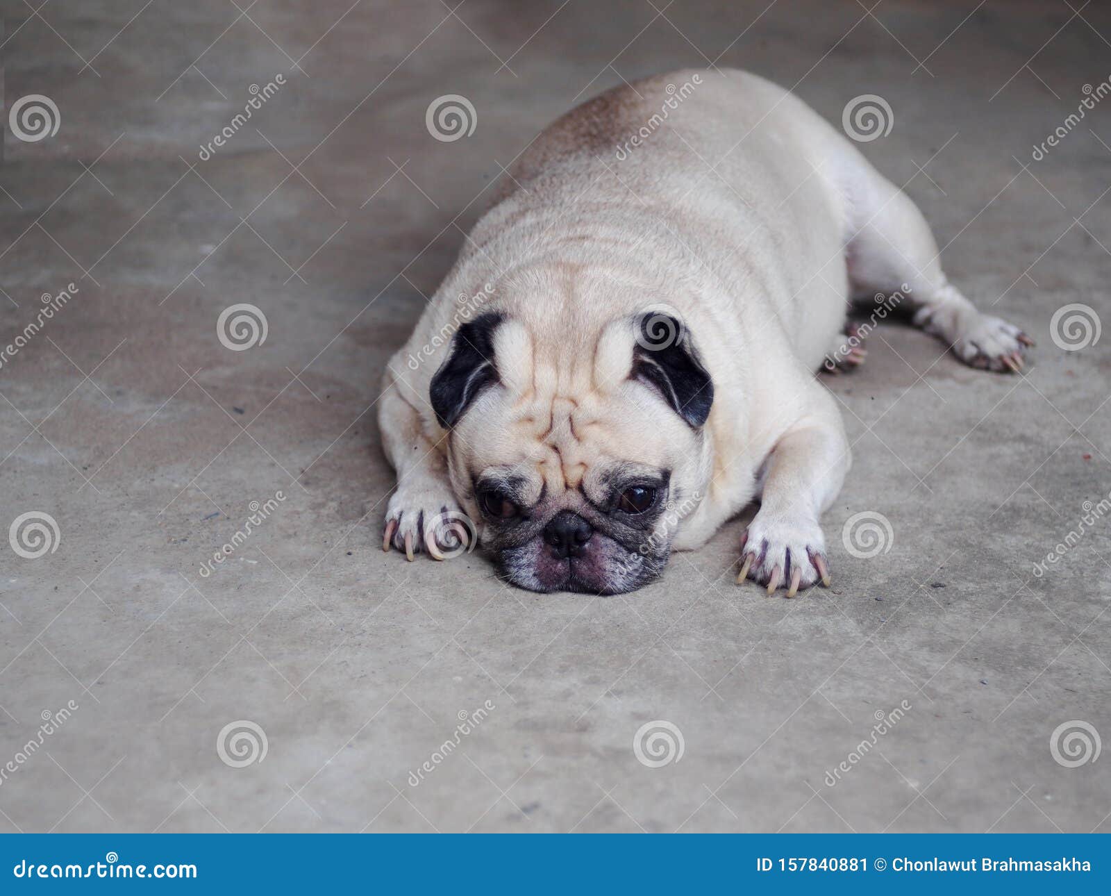Tres Drole Petit Chien De Chien Gros Gros Blanc Mignon Se Reposant Sur Le Garage Image Stock Image Du Gros Grand