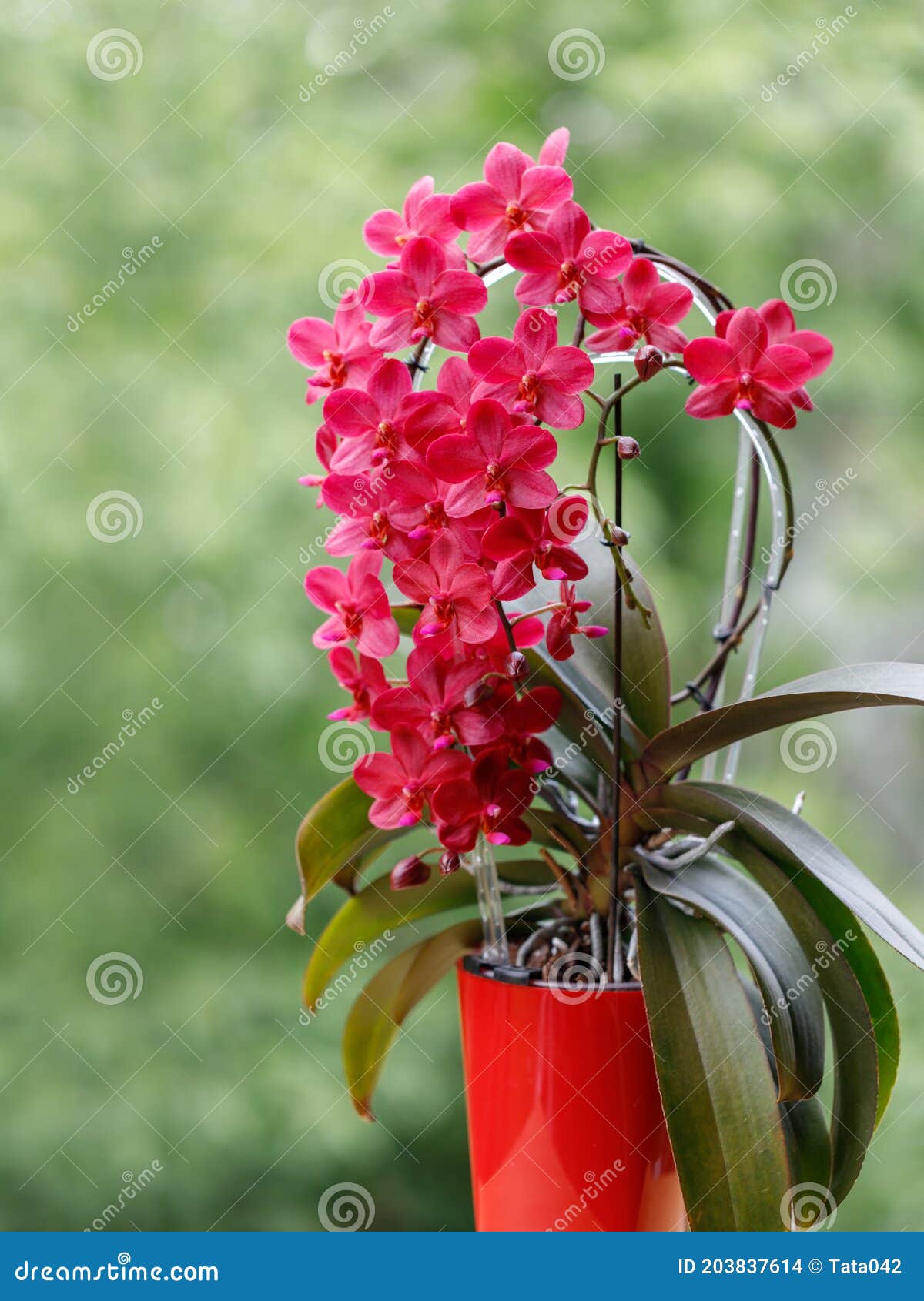 Trésor à Fleurs Rouges Rare De Bouddha D'orchidée Phalaenopsis Photo stock  - Image du postcard, couleur: 203837614