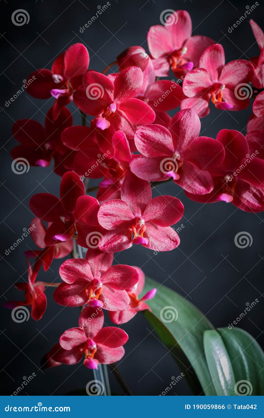 Trésor à Fleurs Rouges Rare De Bouddha Des Variétés D'orchidées Phalaenopsis.  Photo stock - Image du maison, flore: 190059866