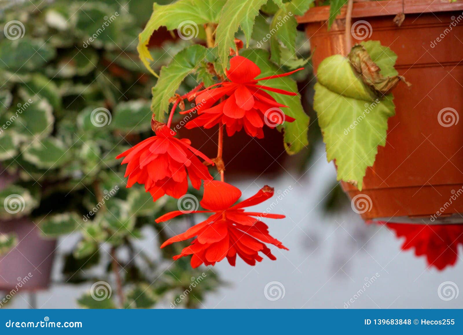 Três Begonia Pendula Abrem Inteiramente As Flores Vermelhas Brilhantes De  Florescência Cercadas Com As Folhas Verdes Que Penduram Foto de Stock -  Imagem de cinzento, flores: 139683848