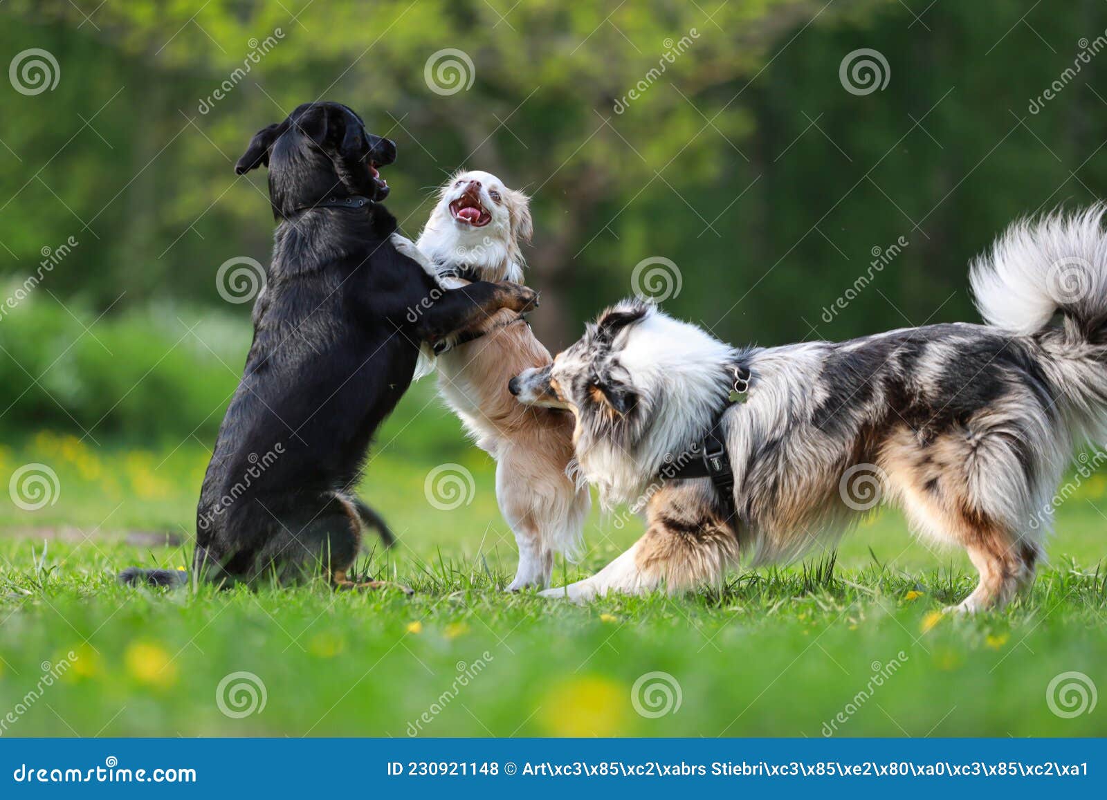 cachorros-no-parque - Matemática