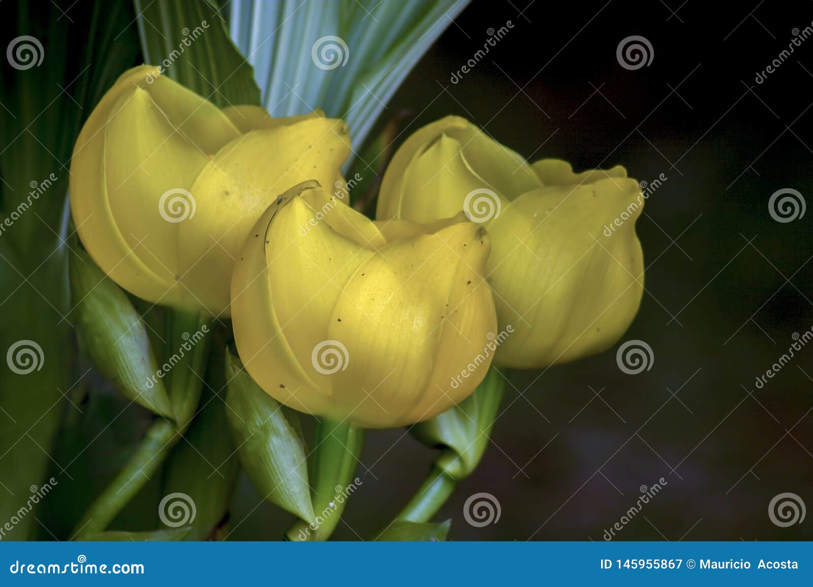 Três Flores Amarelas Da Orquídea Do Berço Do Bebê Imagem de Stock - Imagem  de verde, delicado: 145955867