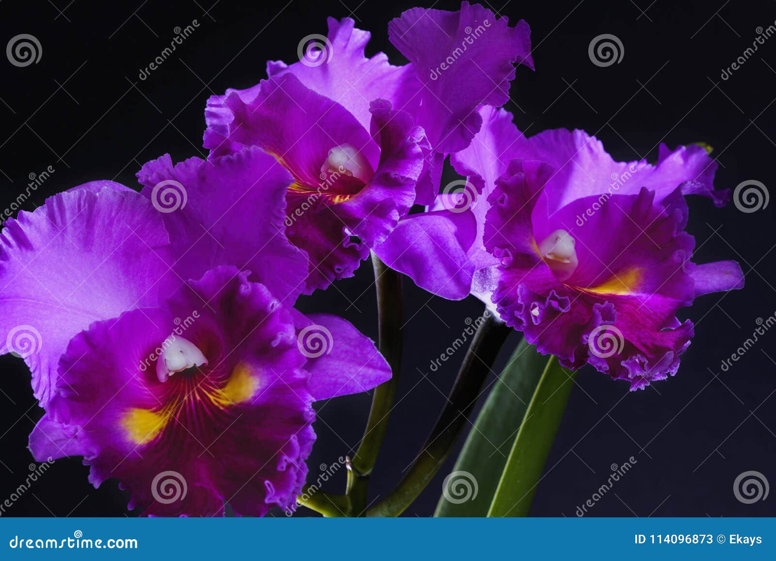 Três Orquídeas Roxas Bonitas Imagem de Stock - Imagem de vibrante, bonito:  114096873