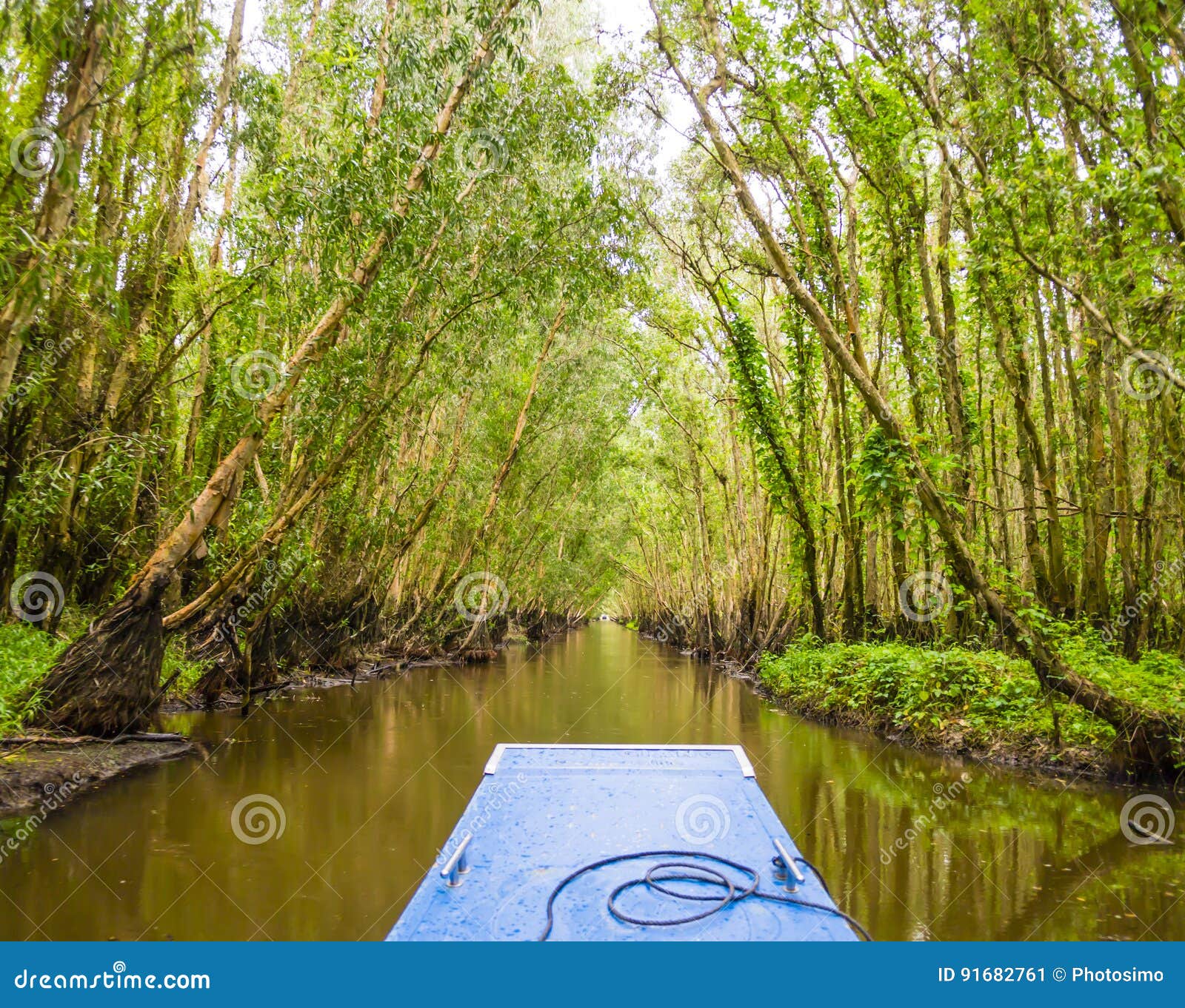 tra su mangrove forest, mekong delta, vietnam