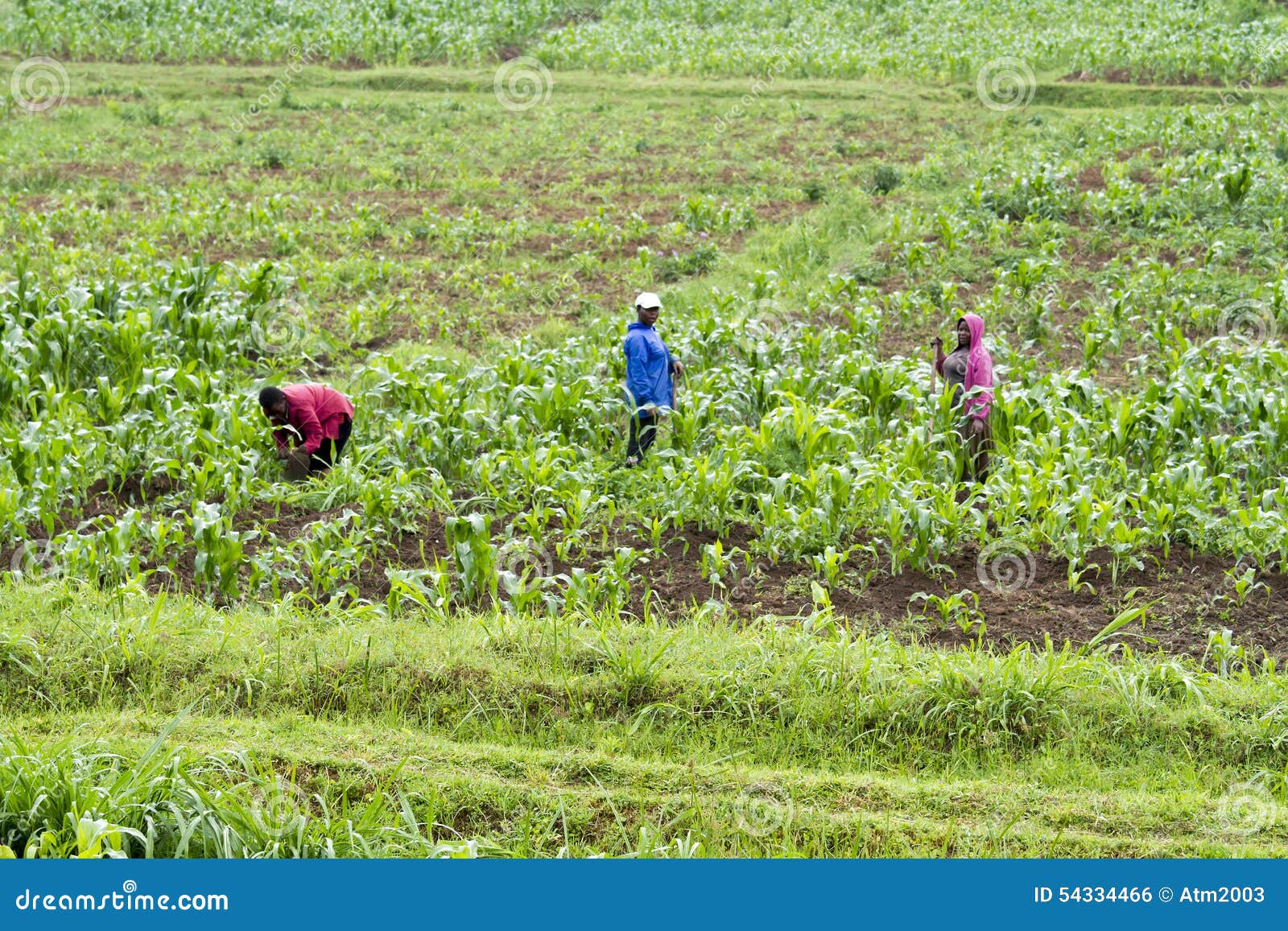 Trabajo en los campos. KINIHIRA, RWANDA 4 DE NOVIEMBRE: Gente que trabaja en una plantación el 9 de noviembre de 2013
