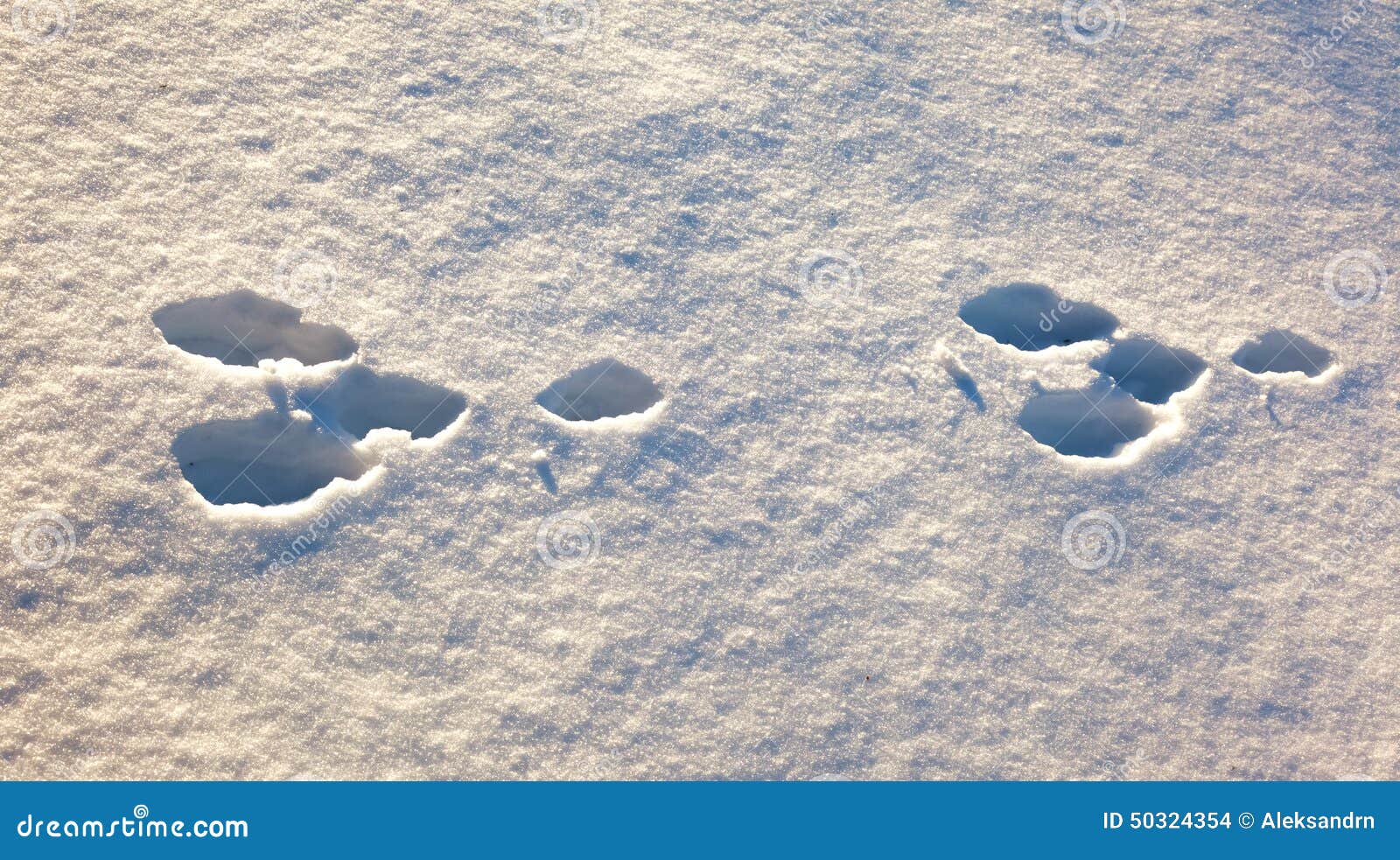 След зайца на снегу 5. Следы зайца. Заячьи следы на снегу. Следы зайца на снегу. Запутанные следы зайца на снегу.