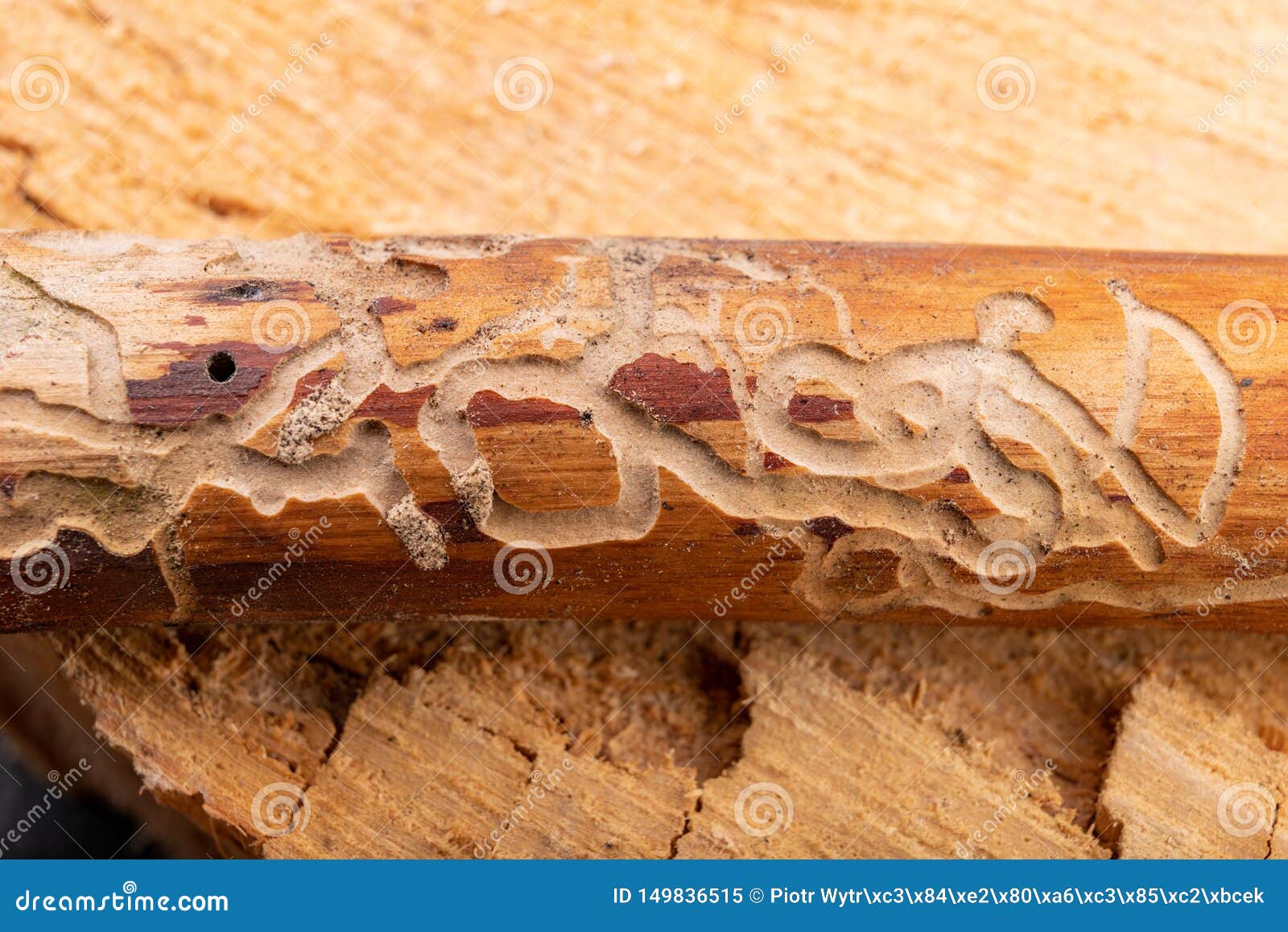 traced bark beetles on coniferous tree branches. places of living of forest pests