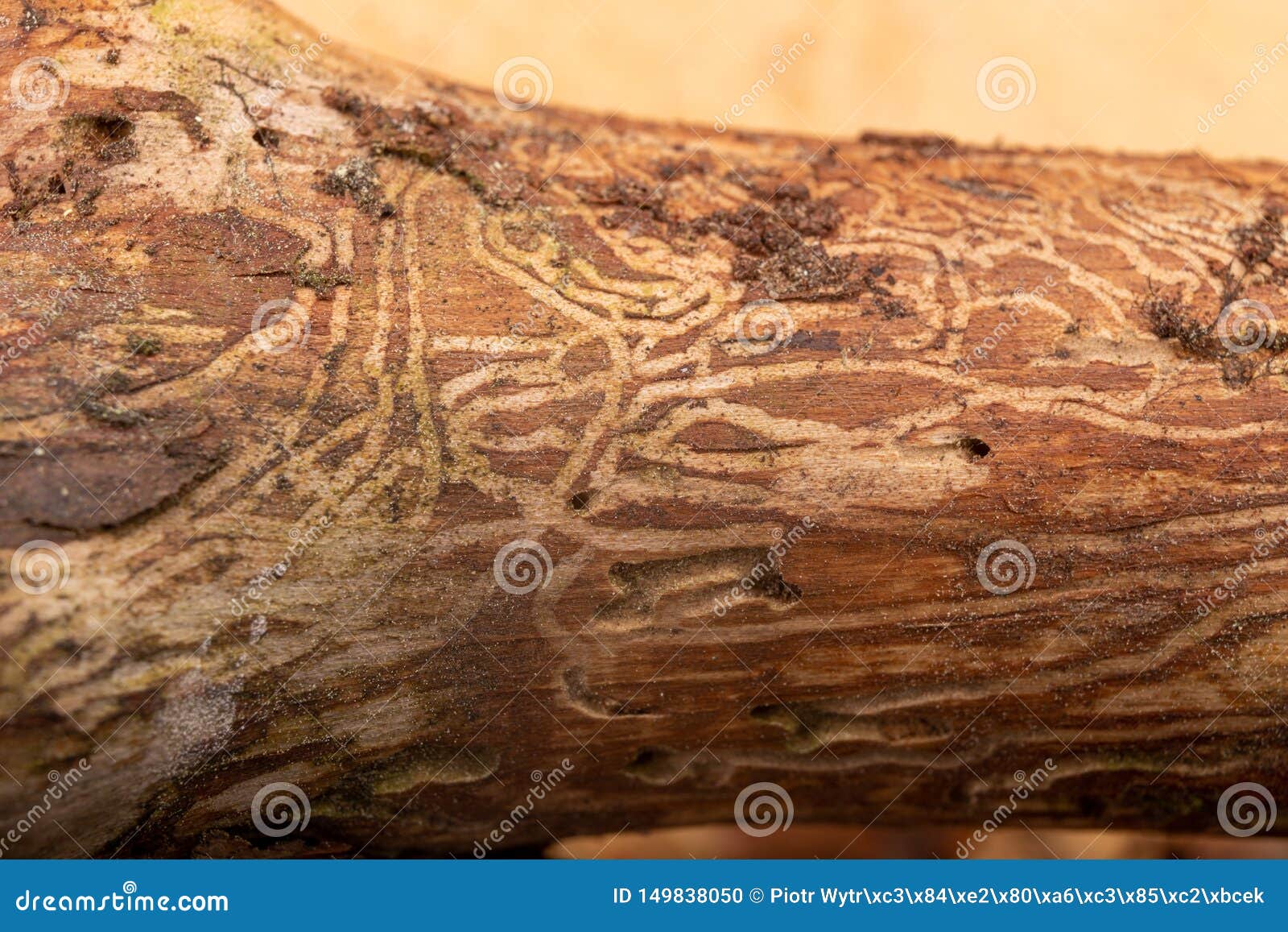 traced bark beetles on coniferous tree branches. places of living of forest pests
