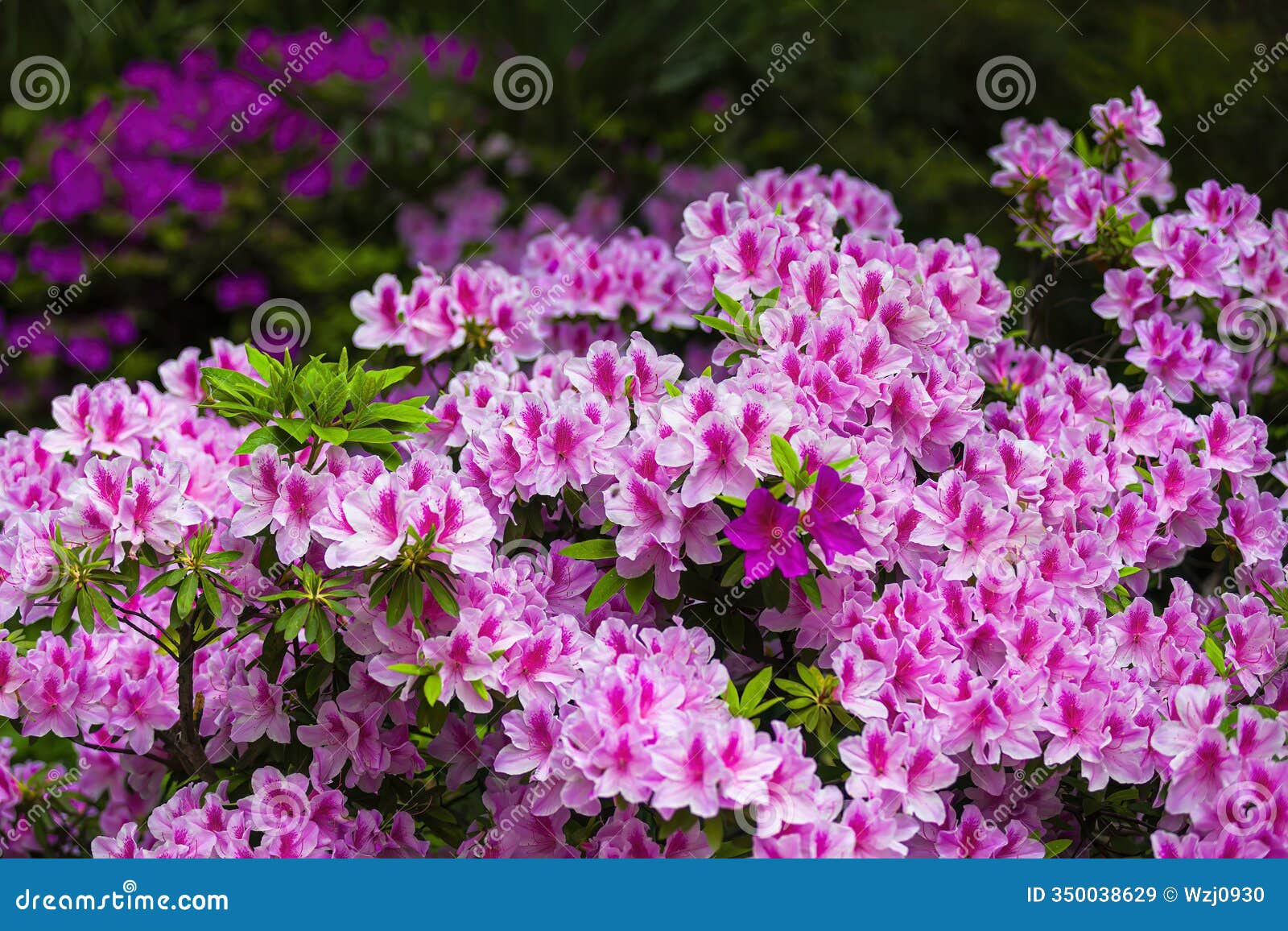 tracery wall of azalea