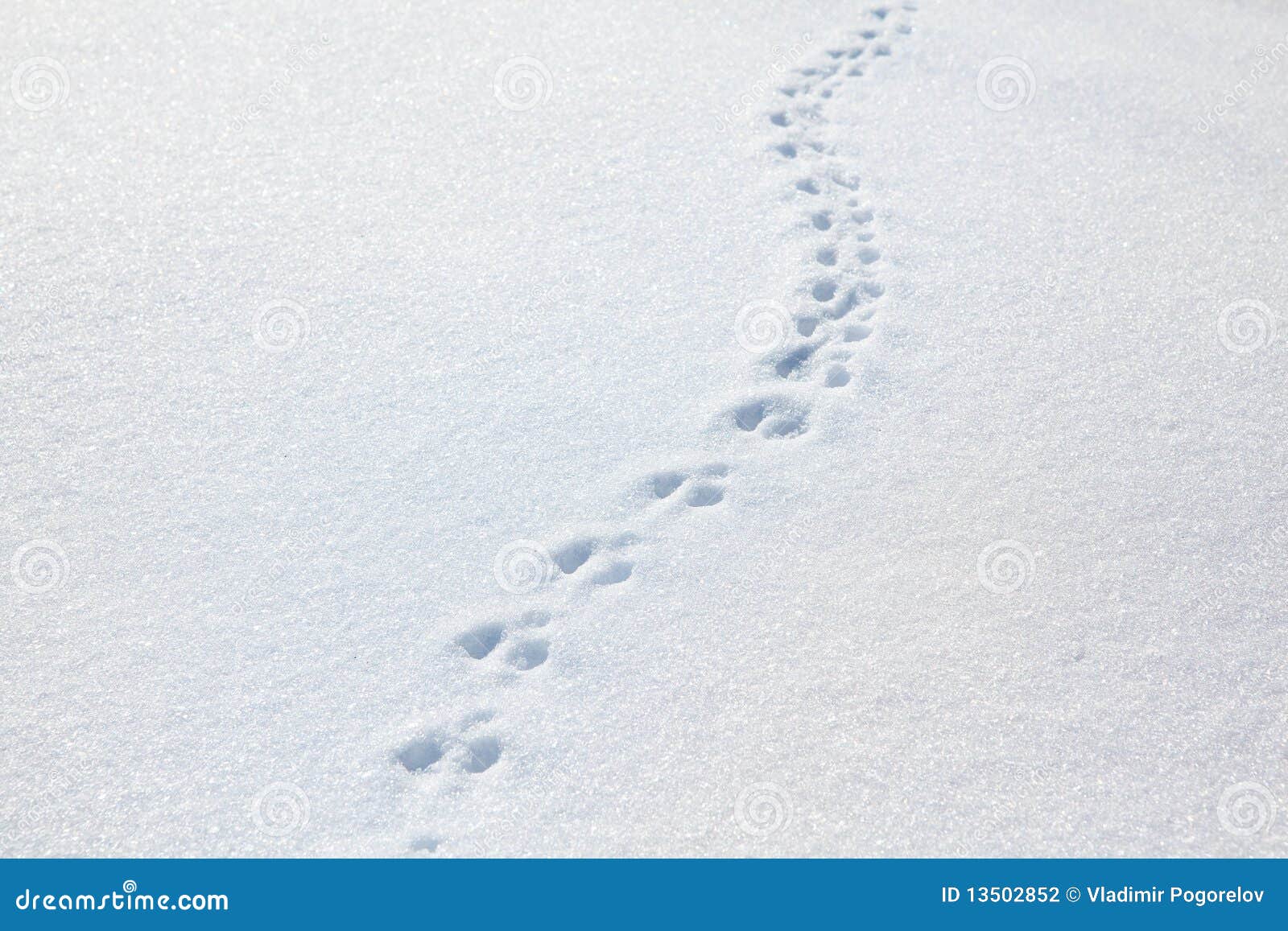Traces D Un Chat Sur La Neige Photo Stock Image Du Errez Impression Traces D Un Chat Sur La Neige Photo Stock Image Du Errez Impression