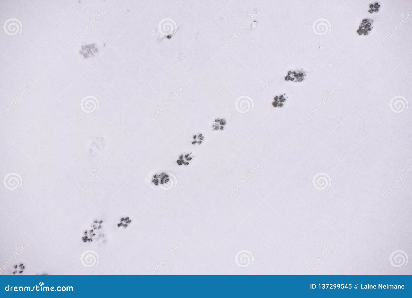 Traces Des Animaux Dans La Neige Image Stock Image Du Froid Pattes Traces Des Animaux Dans La Neige Image Stock Image Du Froid Pattes