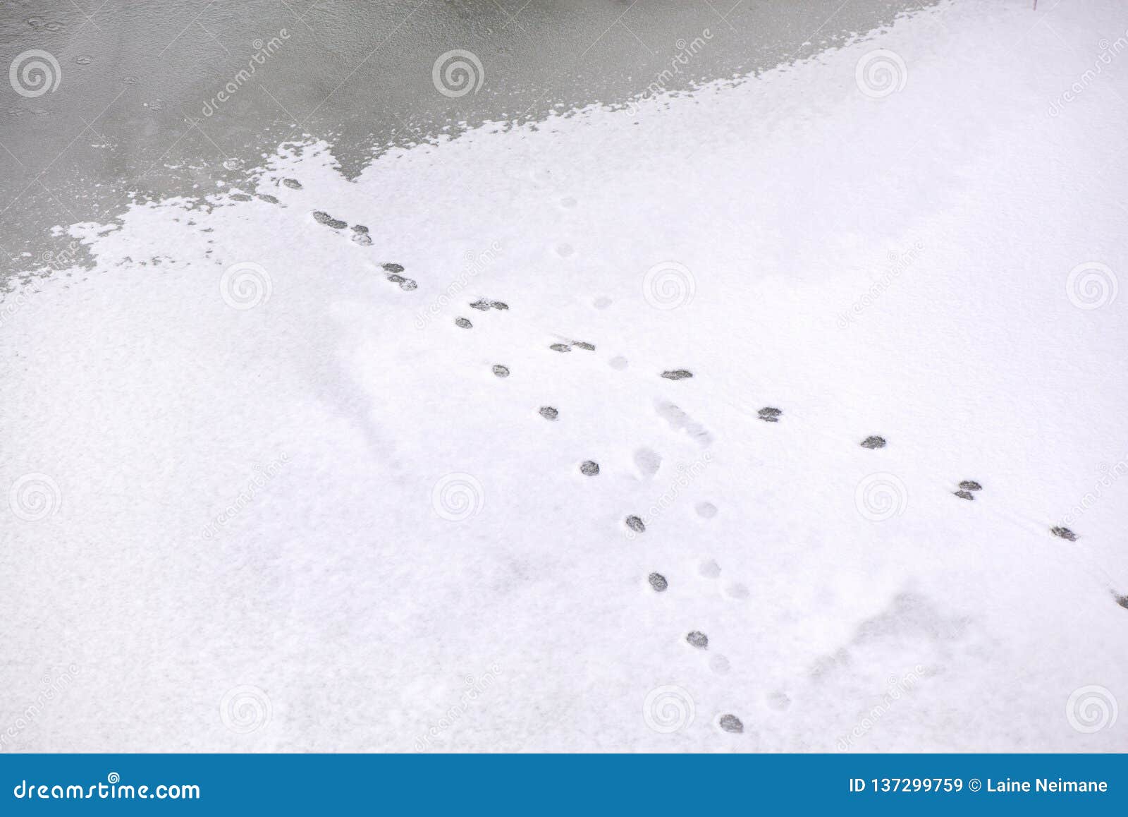 Traces Des Animaux Dans La Neige Image Stock Image Du Path Deer Traces Des Animaux Dans La Neige Image Stock Image Du Path Deer