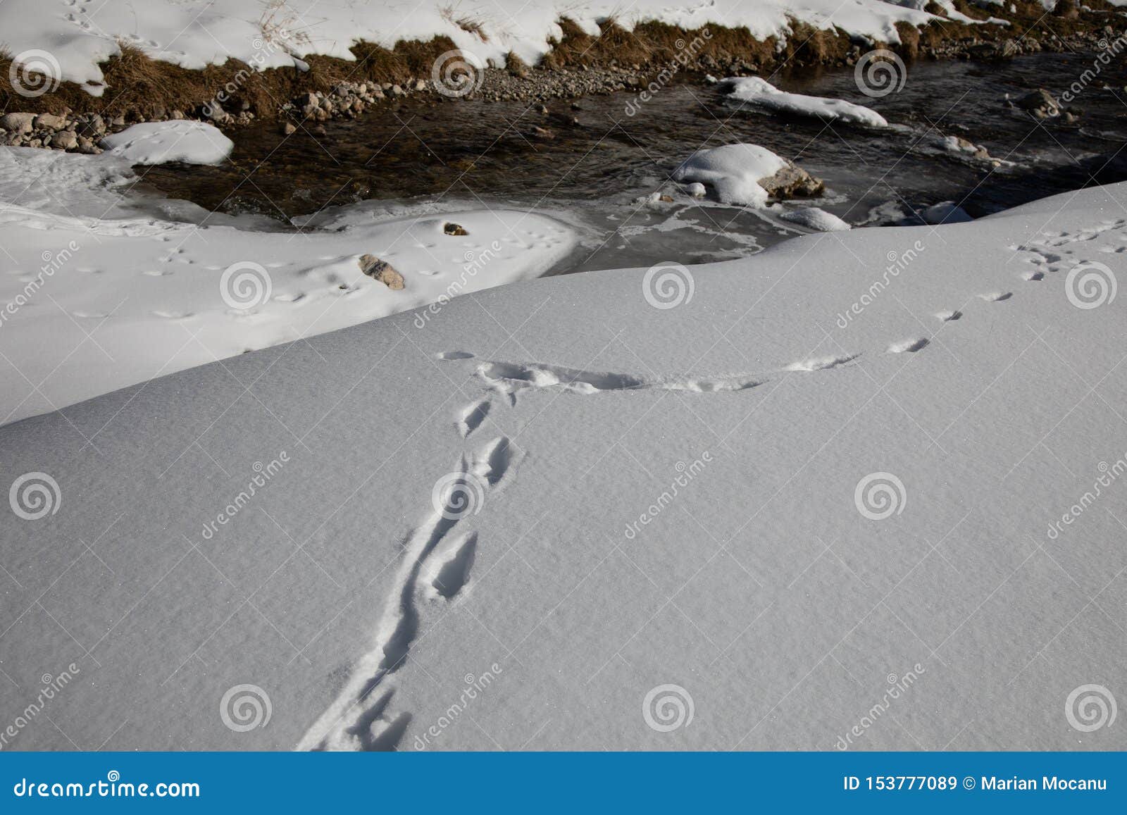 Traces Des Animaux Dans La Neige Cerfs Communs Orignaux Loup Renard Chien Empreintes De Pas De Pattes De Chat Dans La For T Image Stock Image Du Crabot Footprints Traces Des Animaux Dans La Neige Cerfs Communs Orignaux Loup Renard Chien Empreintes De Pas De Pattes De Chat Dans La For T Image Stock Image Du Crabot Footprints
