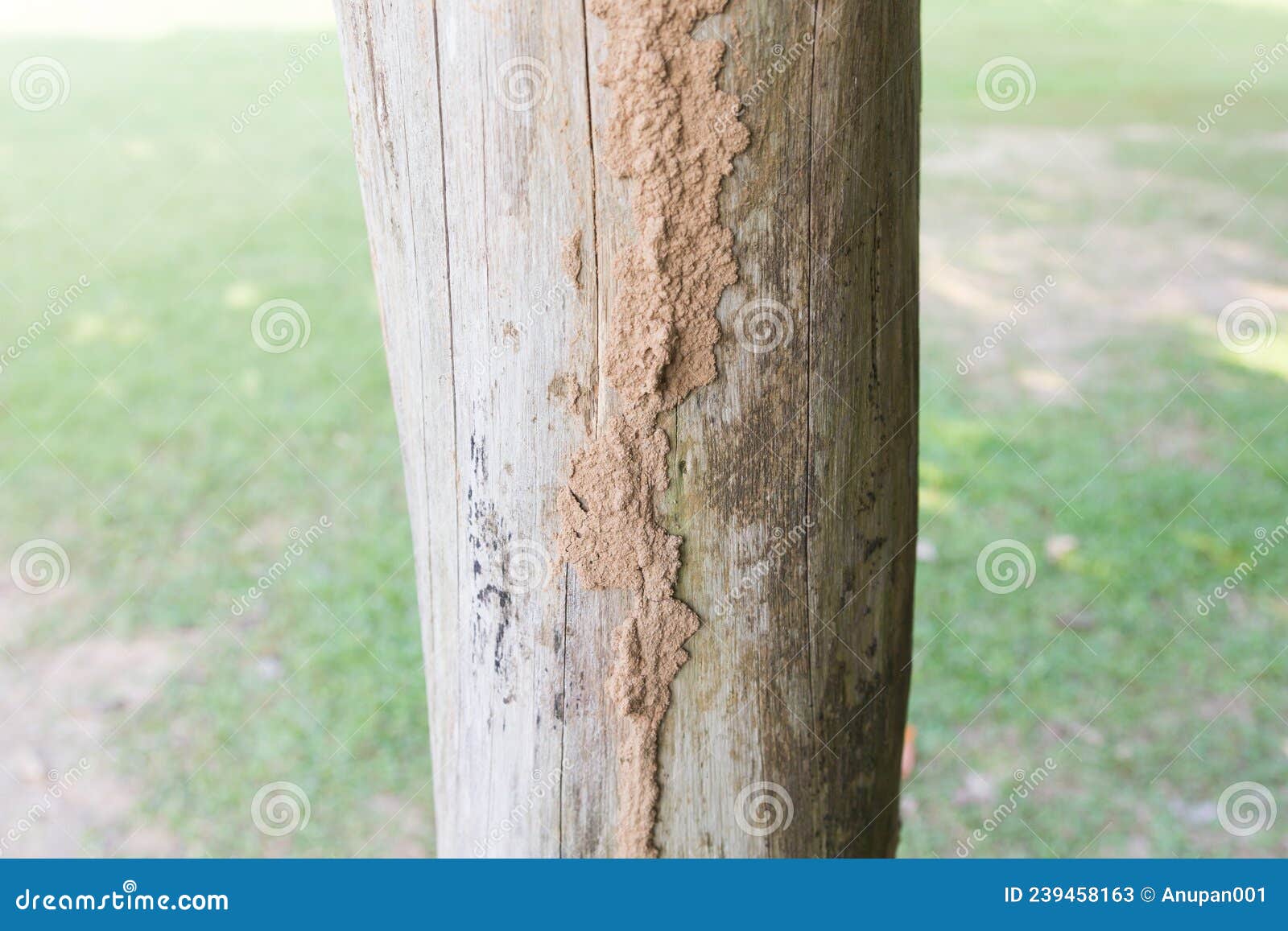 Traces of Termites Eat on Old Wood Stock Image Image of chemical