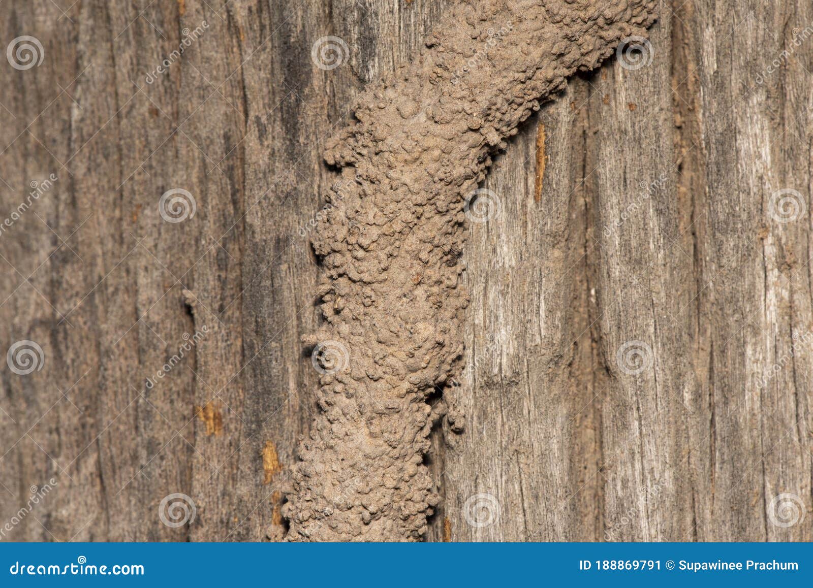 Traces of Termites Eat Wood,animals that Destroy Wood Stock Image - Image  of traces, background: 188869791