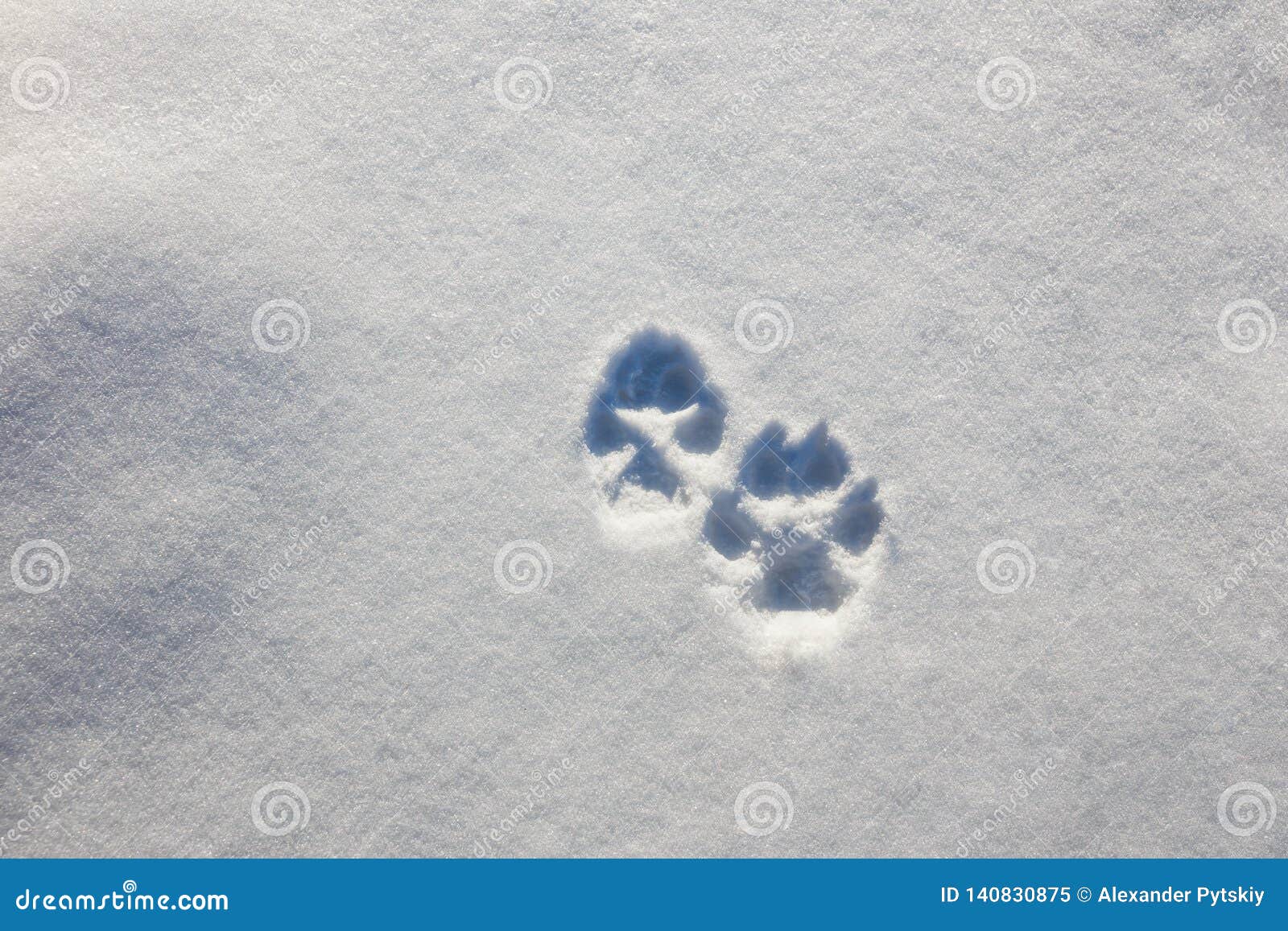 Traces of Two Wolf Paws on the Snow in Winter Stock Image Image of