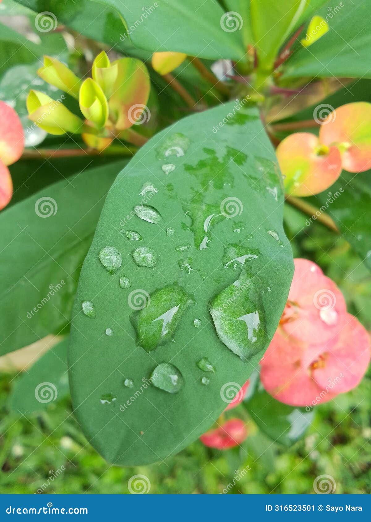 traces of water droplets on leaves that have just been watered