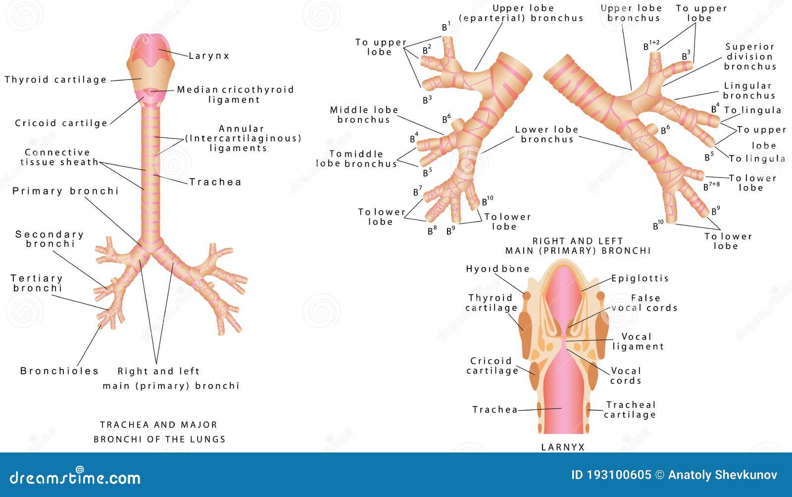 Бронхи на латыни. Trachea and bronchi. Trachea bronchus and bronchioles. Схема гортань трахея бронхи легкие. Строение трахеи и бронхов.