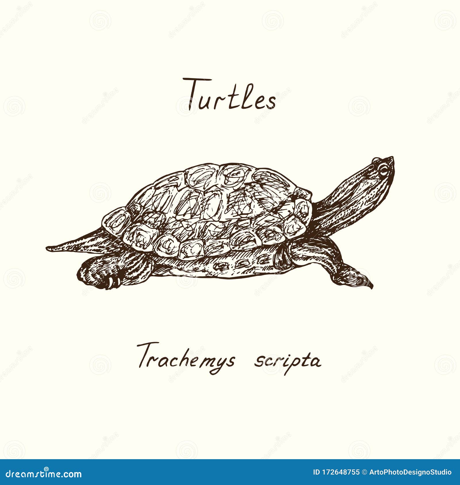 Trachemys Scripta Elegans Redeared Slider, Redeared Terrapin, Water