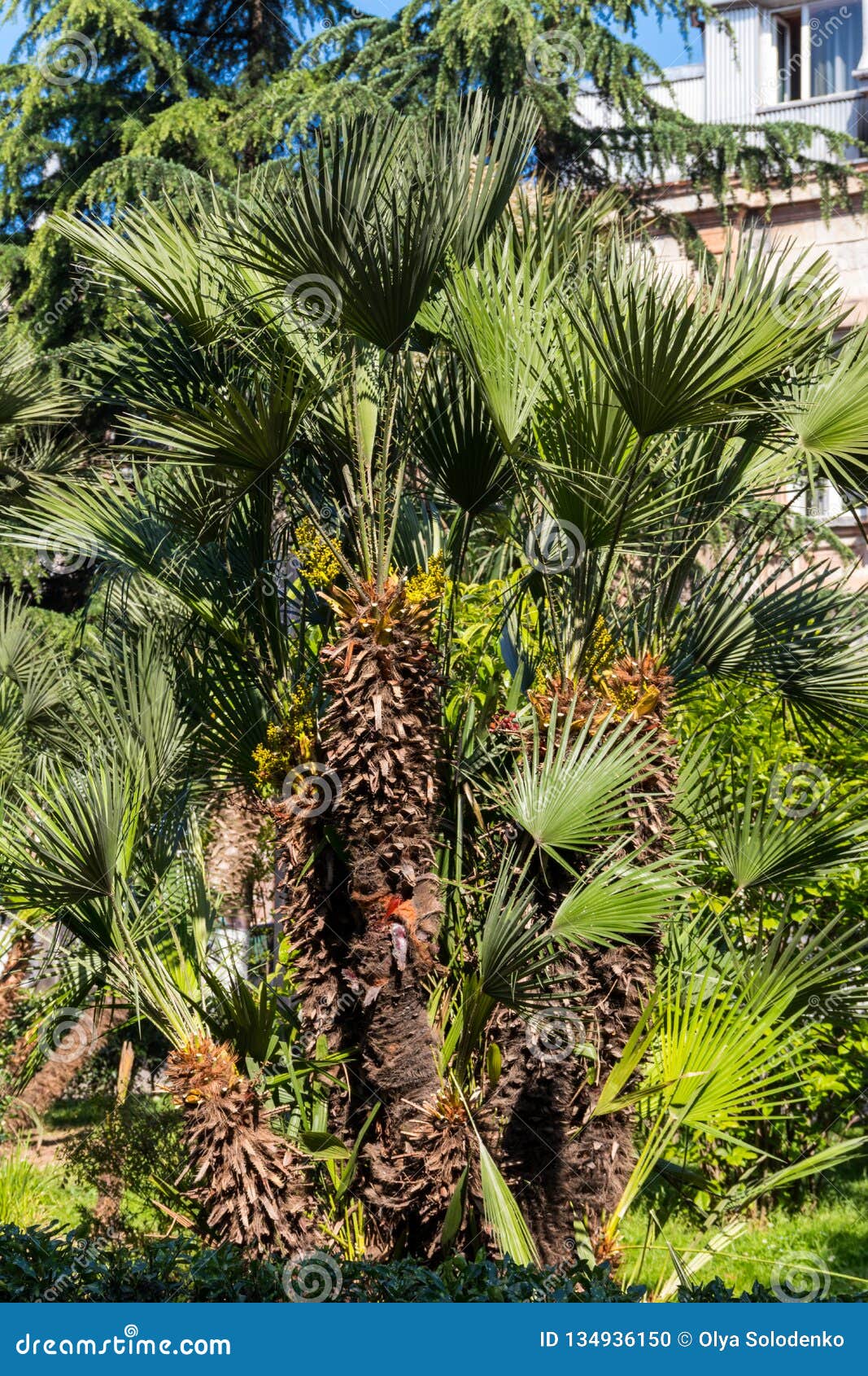 Trachycarpus Fortunei Chusan Palm or Windmill Palm in Park Stock Photo