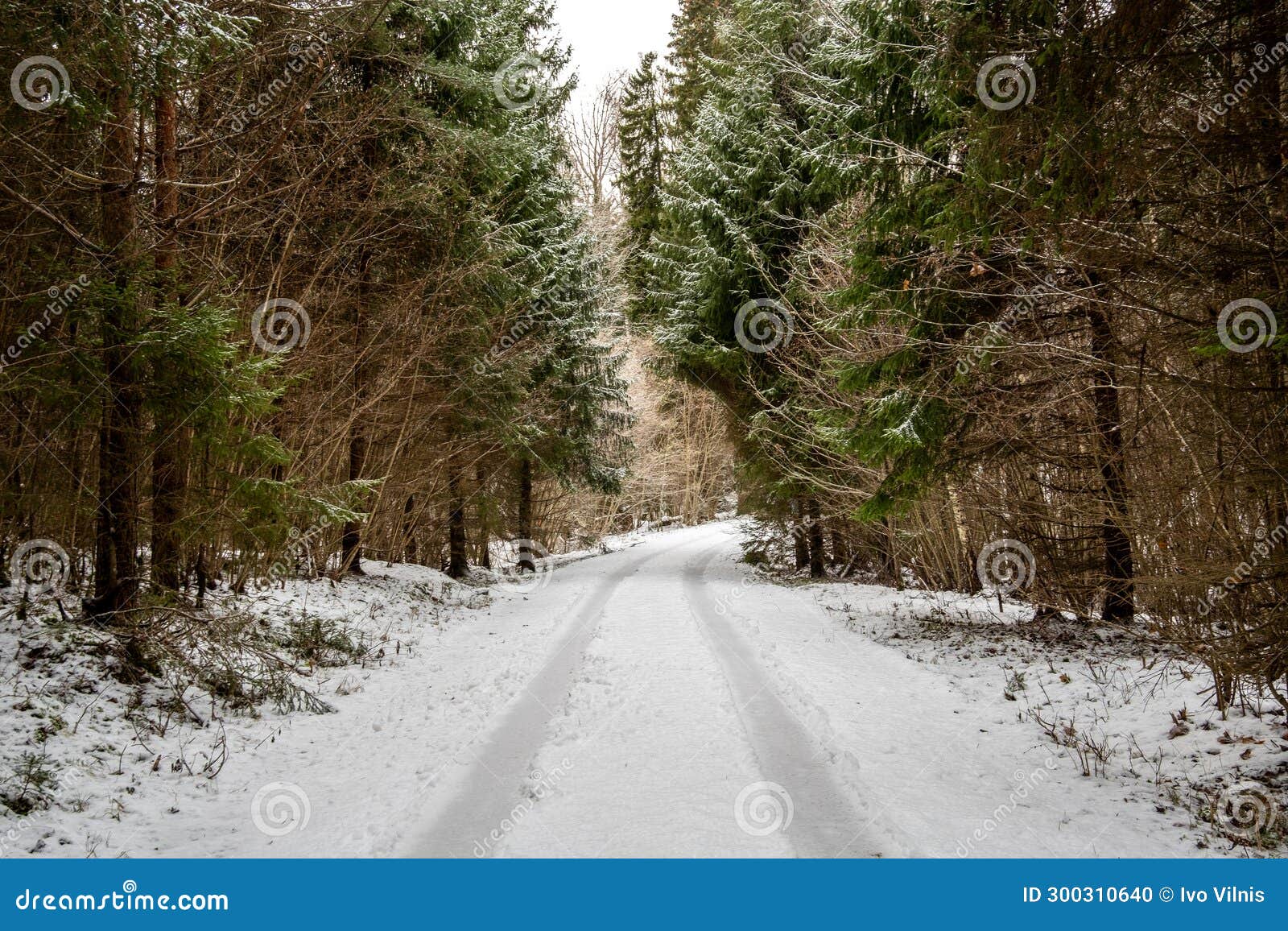 tracing the journey: tire marks across snow-laden forest roads. pokainu mezs, dobele, latvija