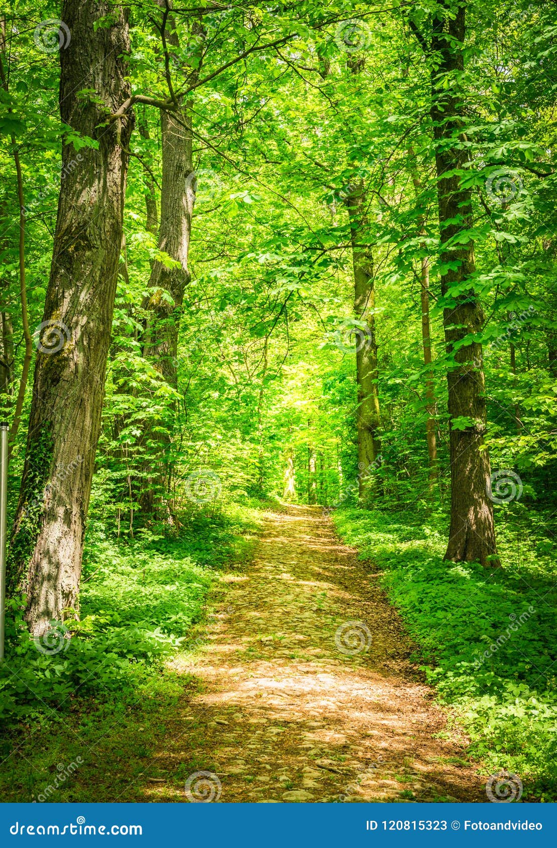 green forest green nature forest path #pathway #path #woods #enchanting #8K  #wallpaper #hdwallpaper #desktop | Forest path, Forest mural, Tree wall  murals
