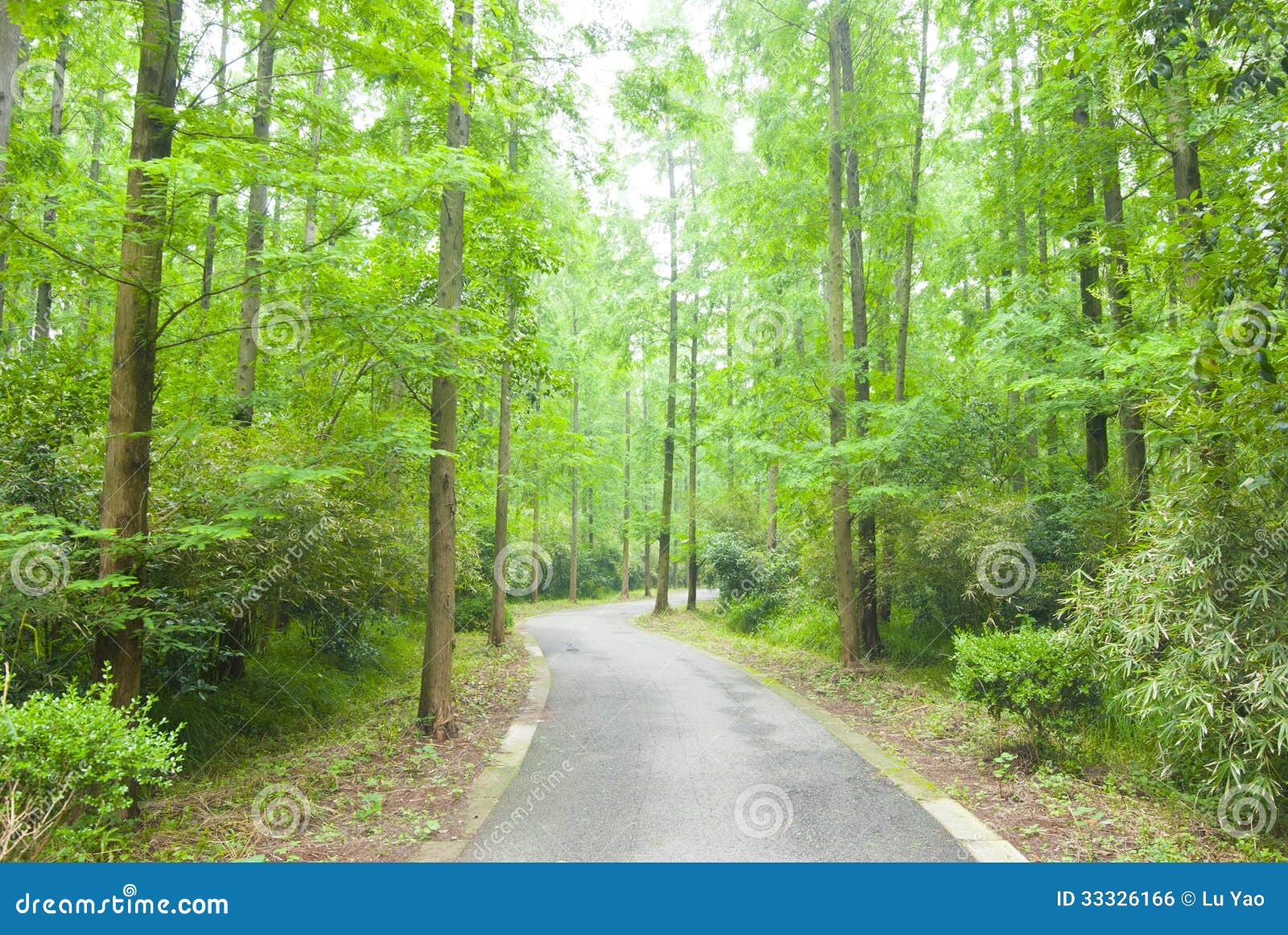 Track in grove stock photo. Image of scenics, freshness 33326166