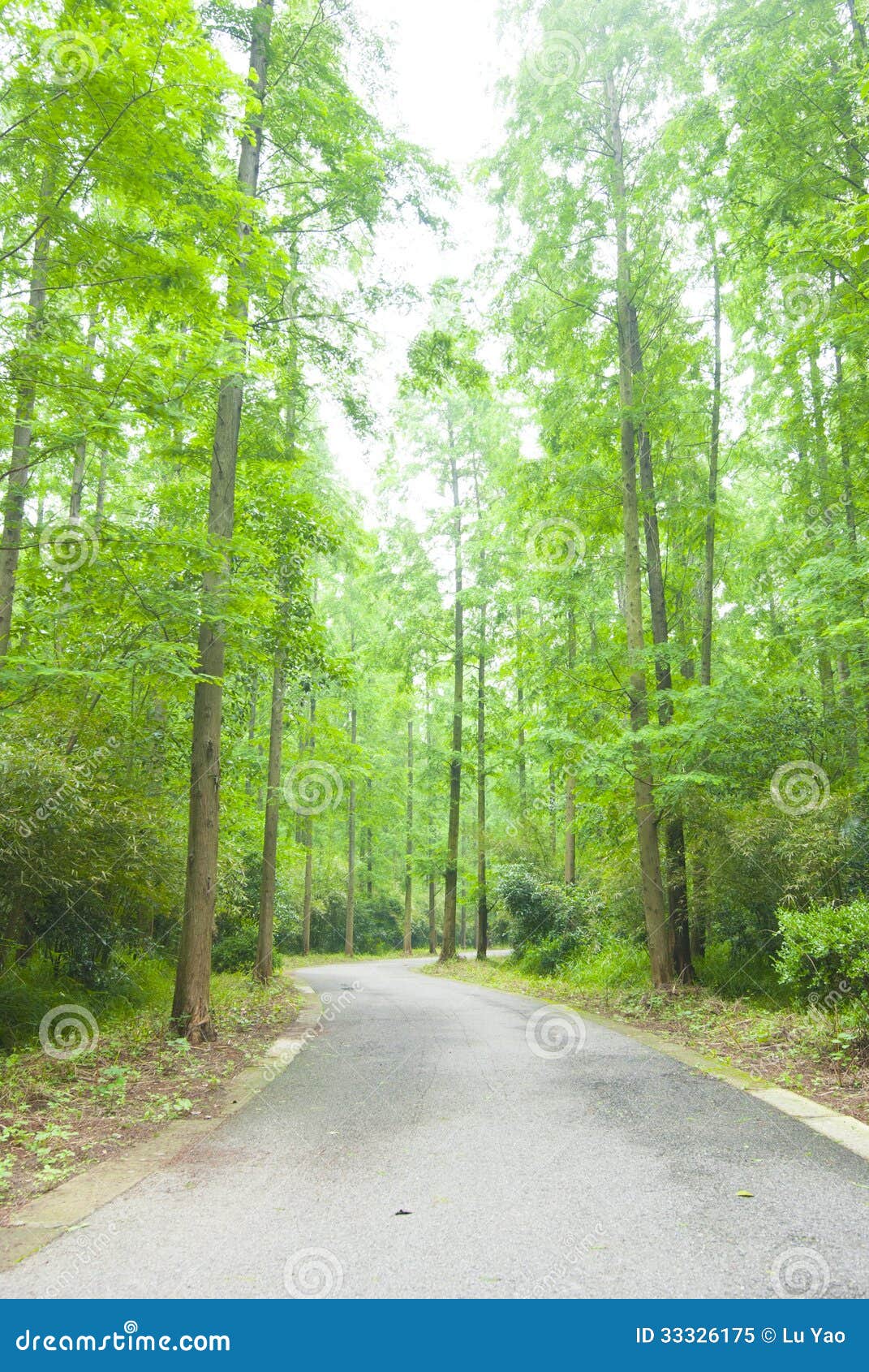 Track in grove stock image. Image of travel, hiking, morning 33326175