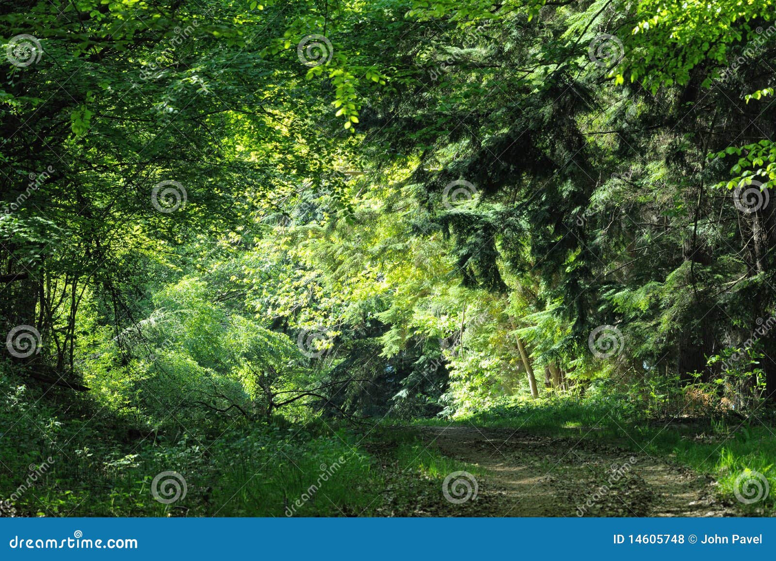 track leading to illuminated clearing in wood