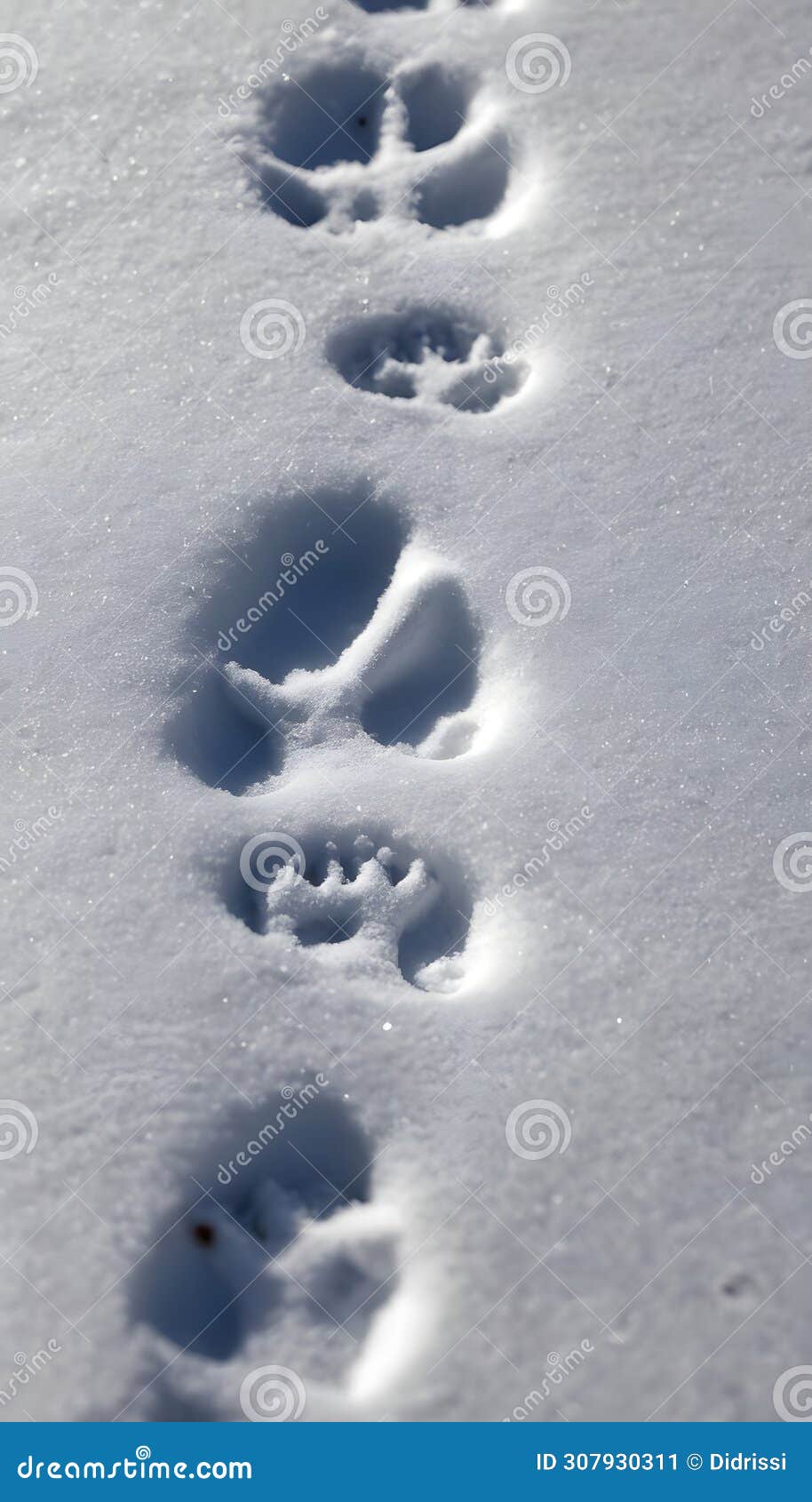 tracking animals in the snow, identifying snow prints, recognizing animals based on their footprints
