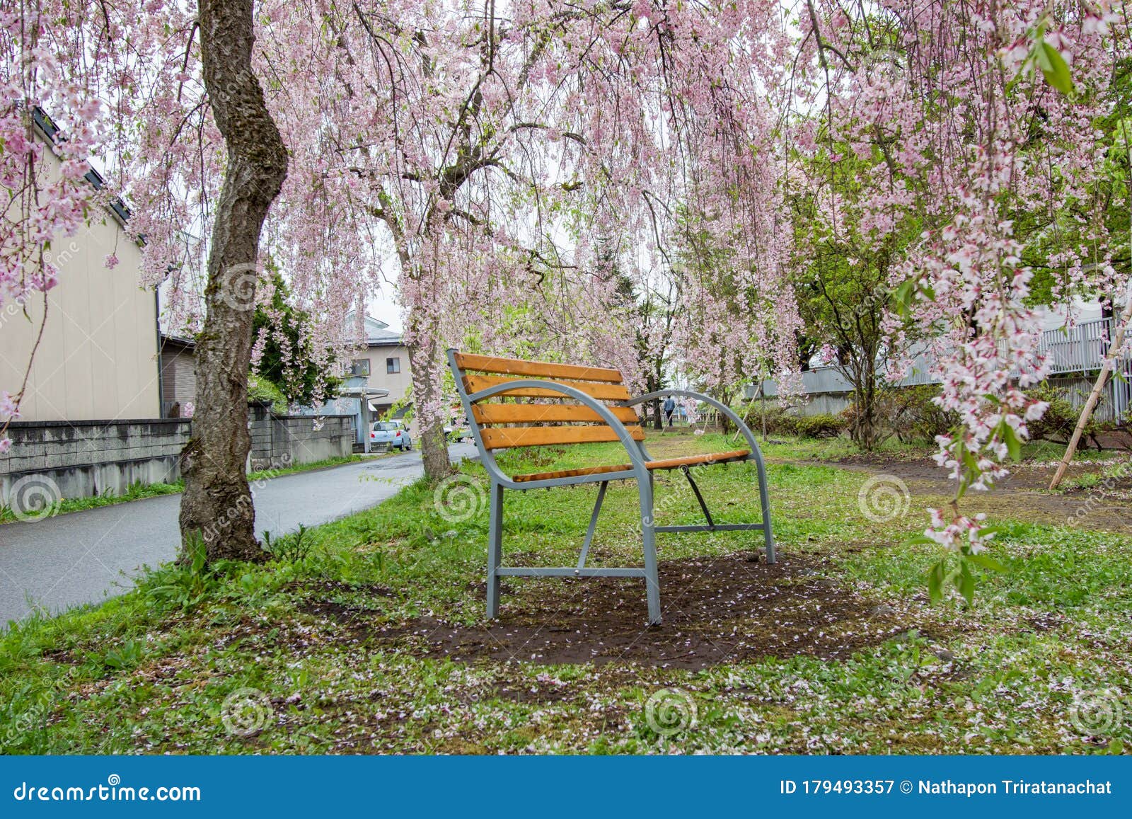 the bench under beautiful pink shidarezakuraweeping cherry blossoms on the nicchu line,kitakata,fukushima,tohoku,japan.