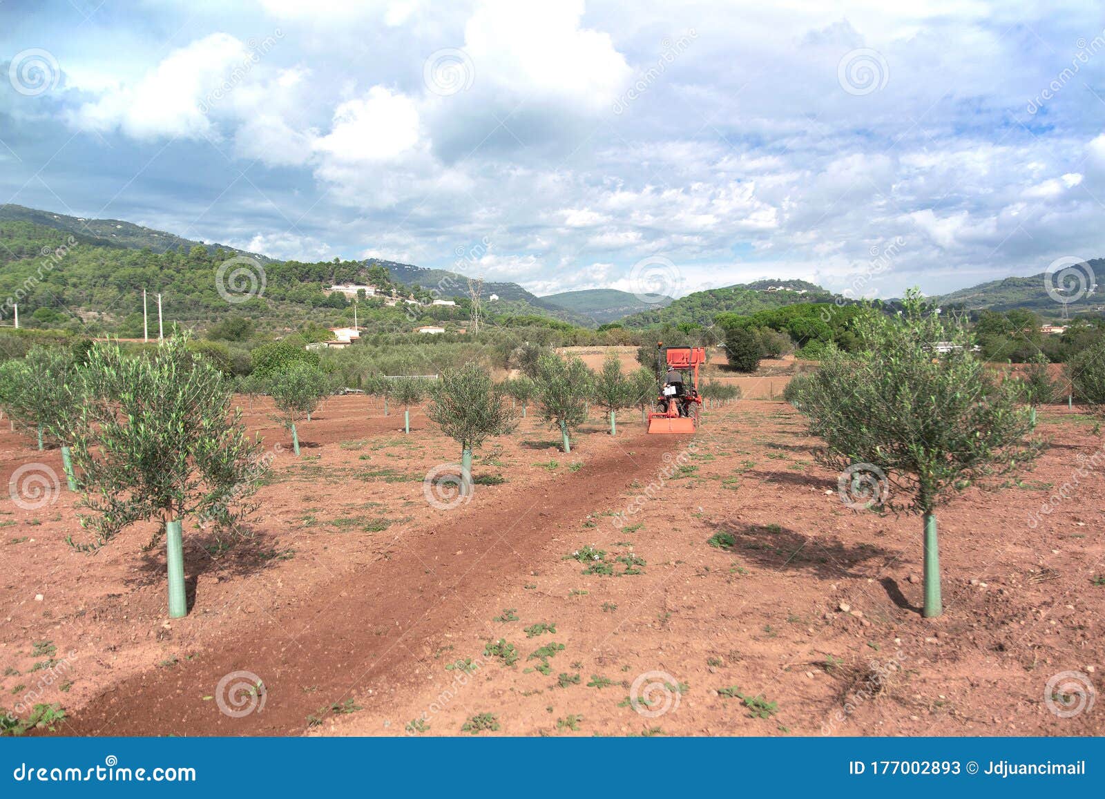 Tractor and Agricultural Machinery in a Olive Tree Field. Empty Copy