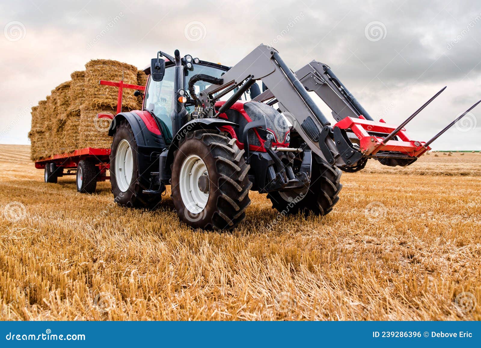 tractor equipped with a telescopic fork transporting round bales of straw in its trailer