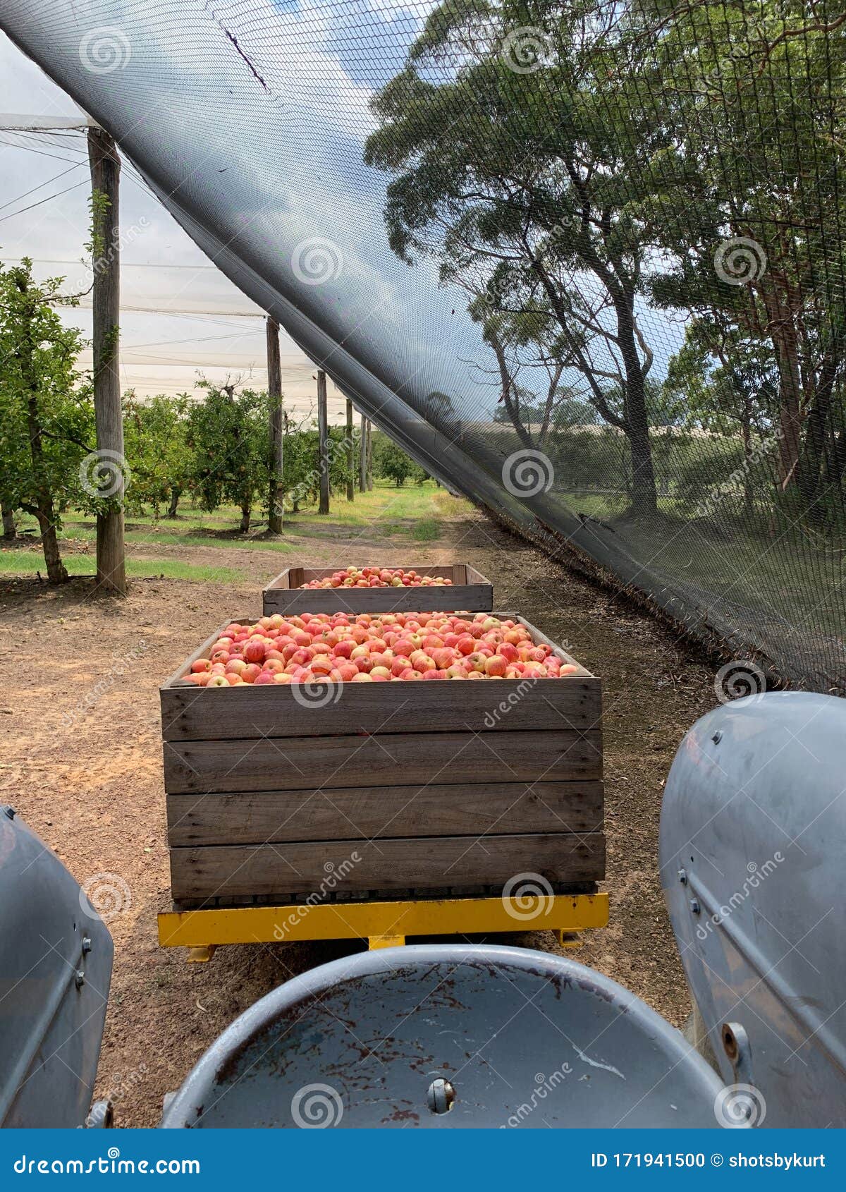 A Tractor with 2 almost Full Bins of Apples on the Back Stock Photo