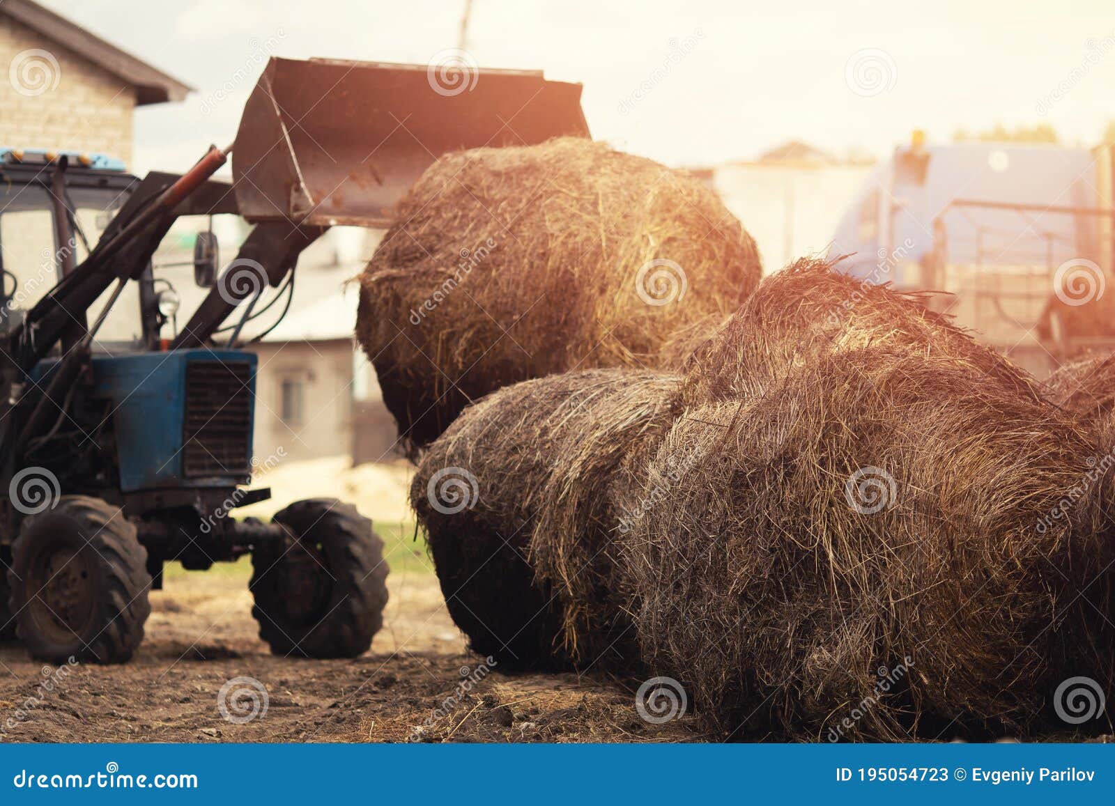 Tractor Loader Unloading Machine with Hay To Feed Cows and Horses on