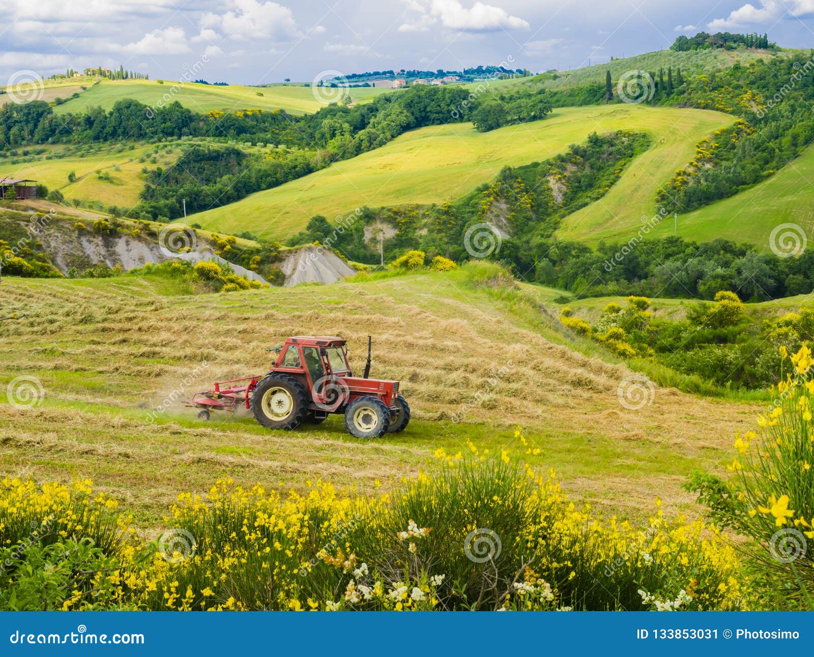 Tractor Mowing the Grass in the Fields To Harvest Bales of Hay Stock
