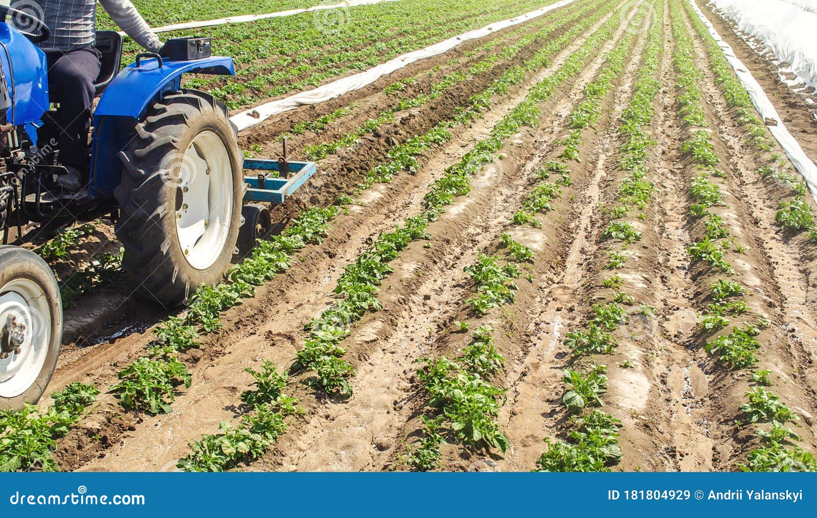 a tractor plows the soil between the rows of a potato plantation. crop care. improving quality of ground to allow water and