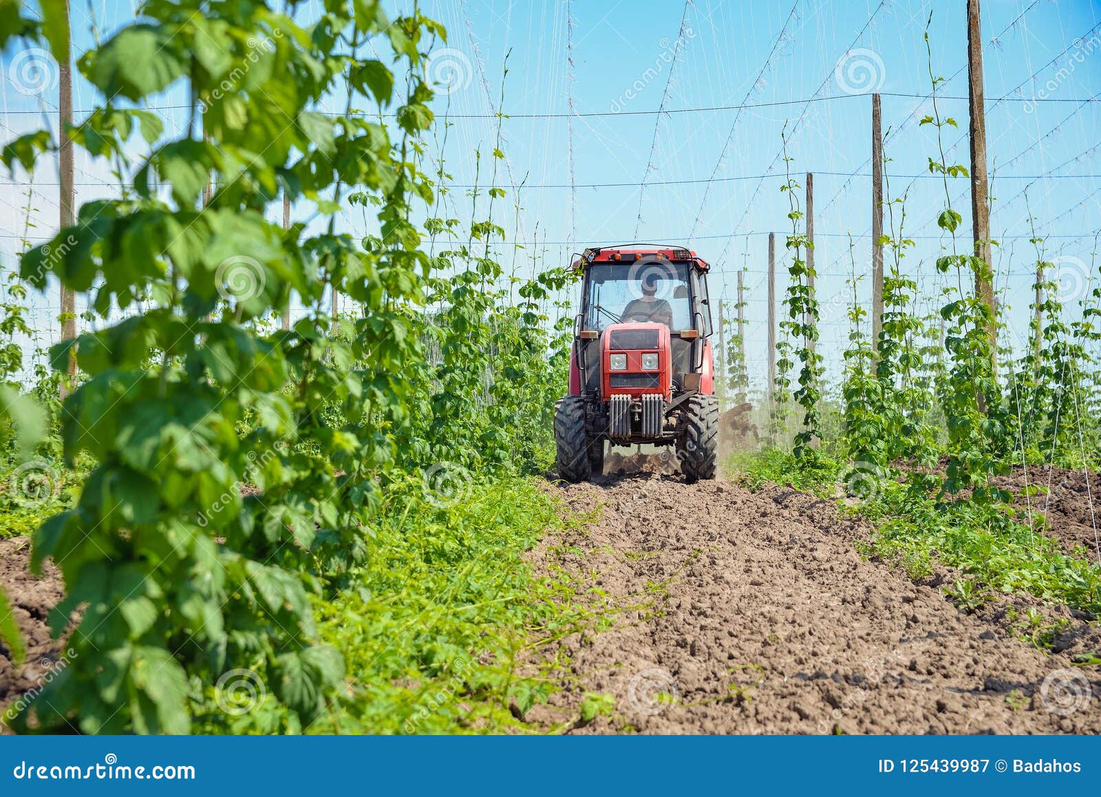 Hops field and tractor stock image. Image of green, harvester 125439987